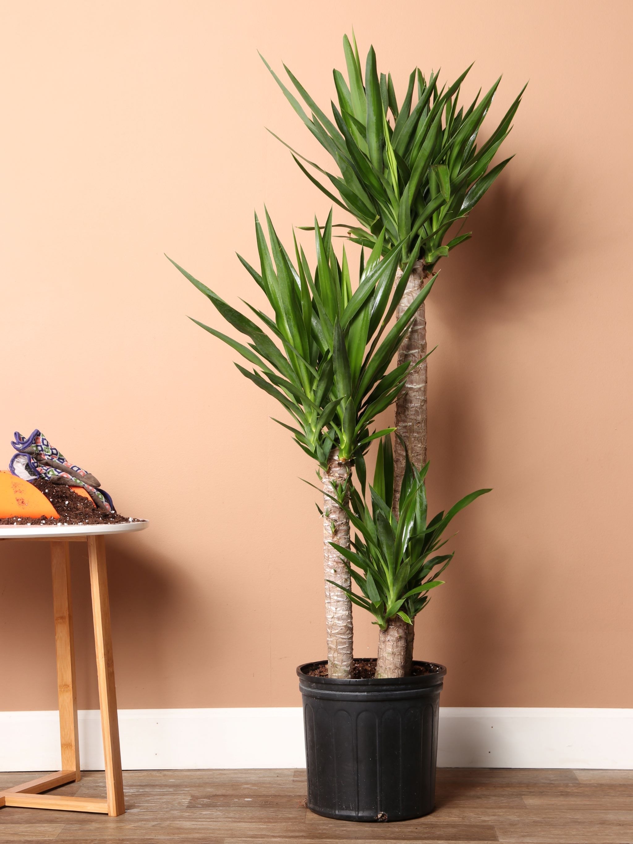 Large Yucca Cane