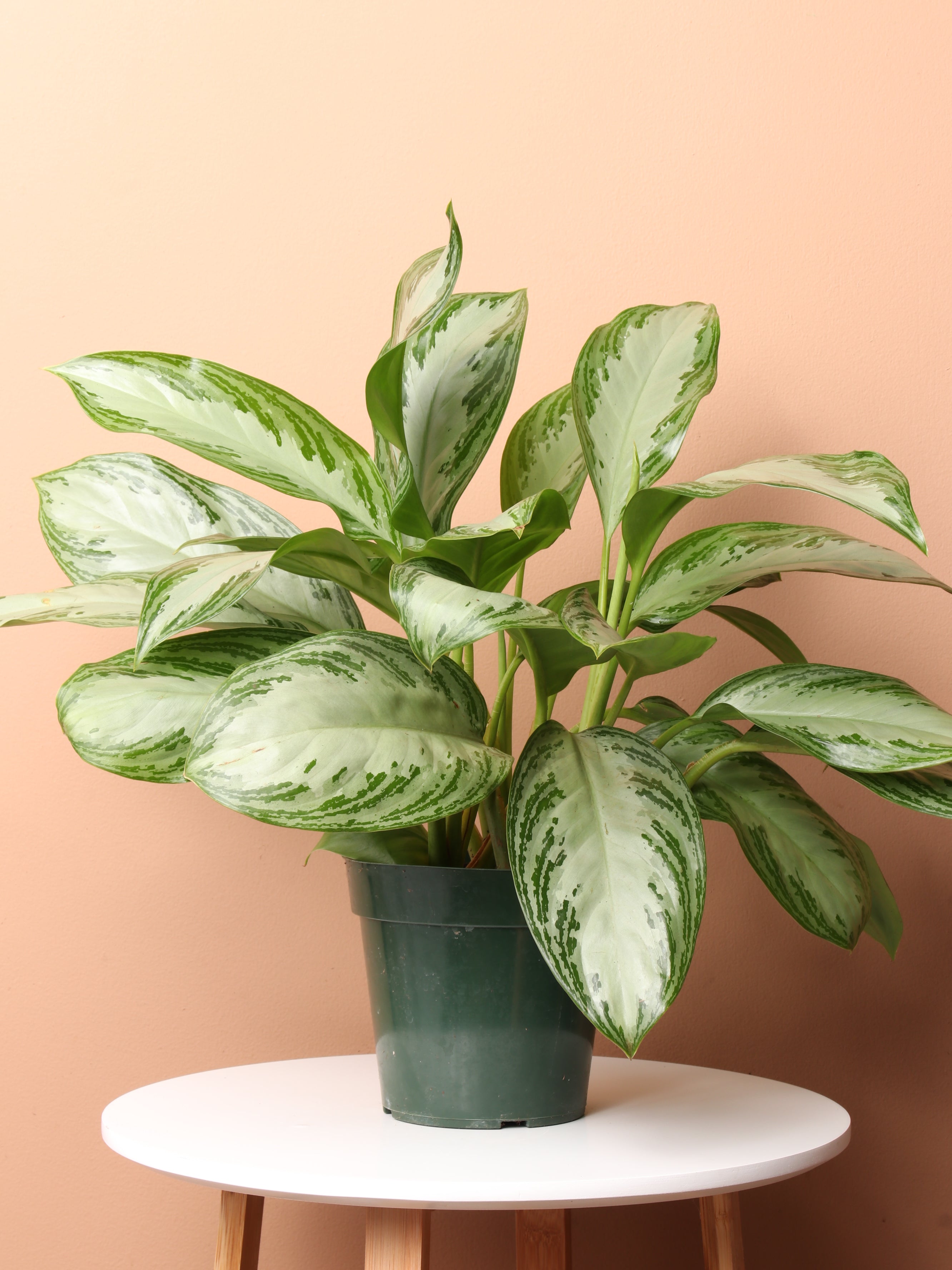 Medium Aglaonema &