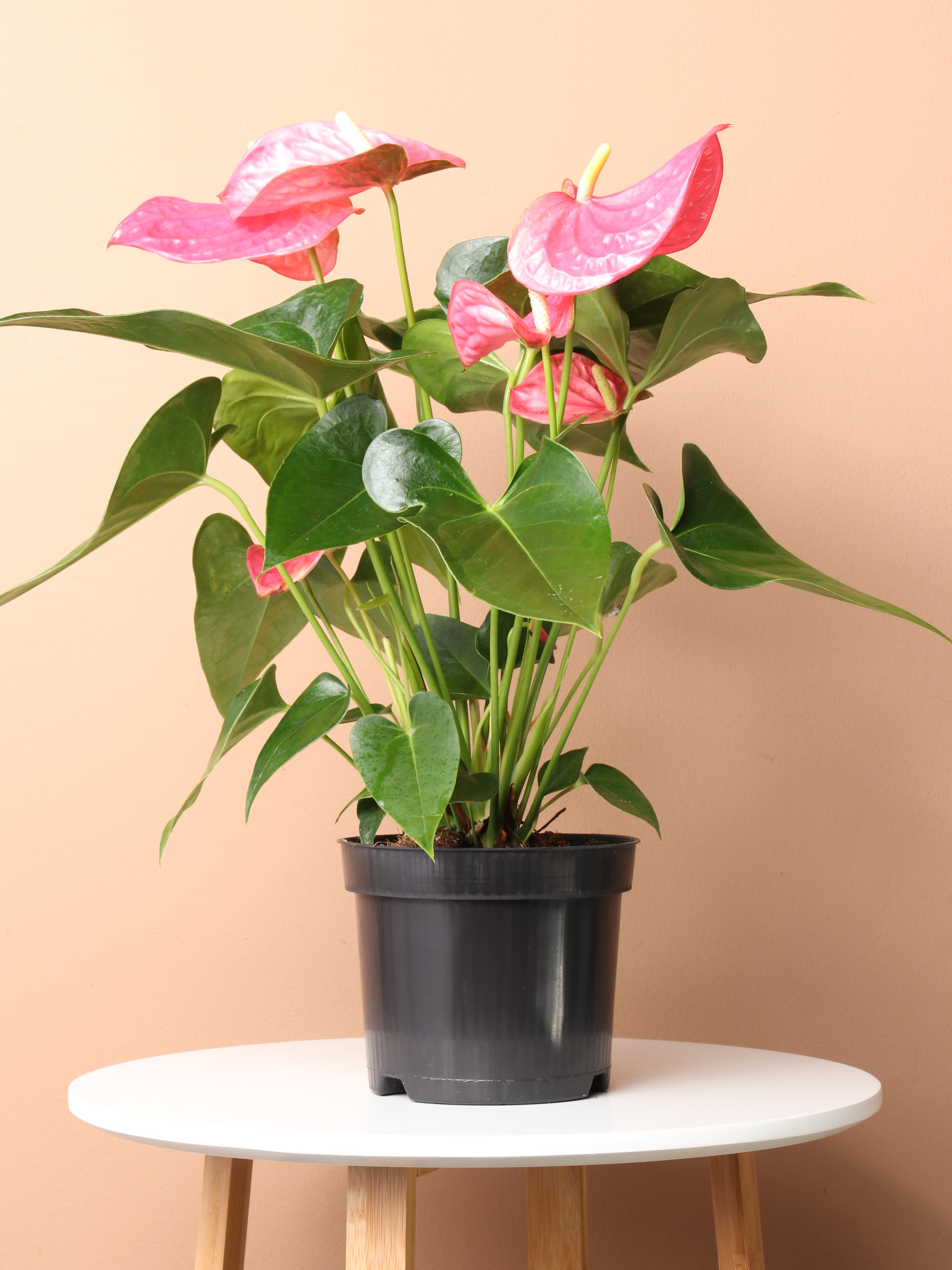 Medium Pink Anthurium