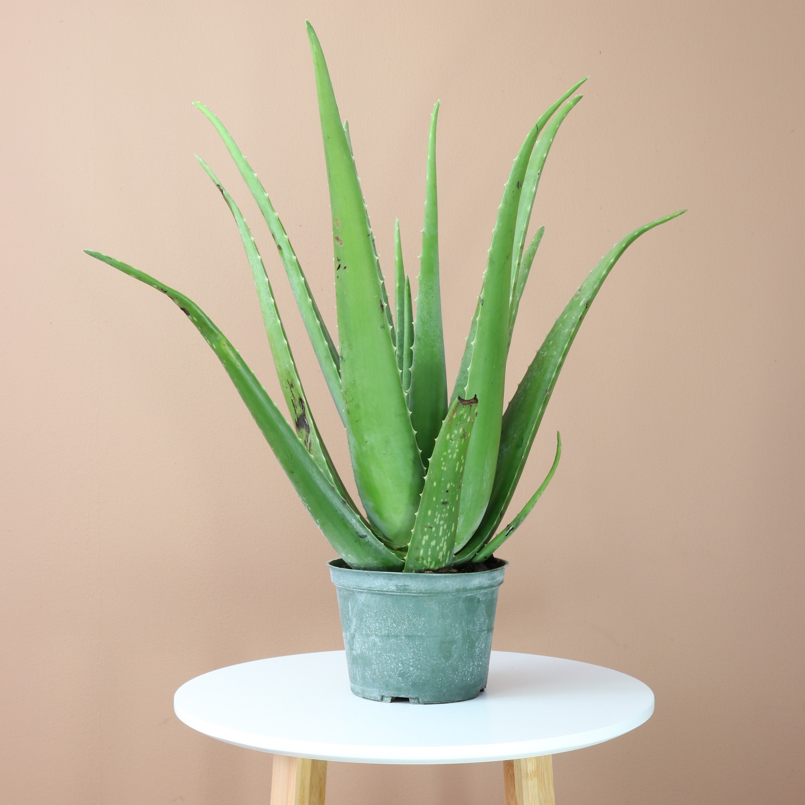 Medium Aloe Vera