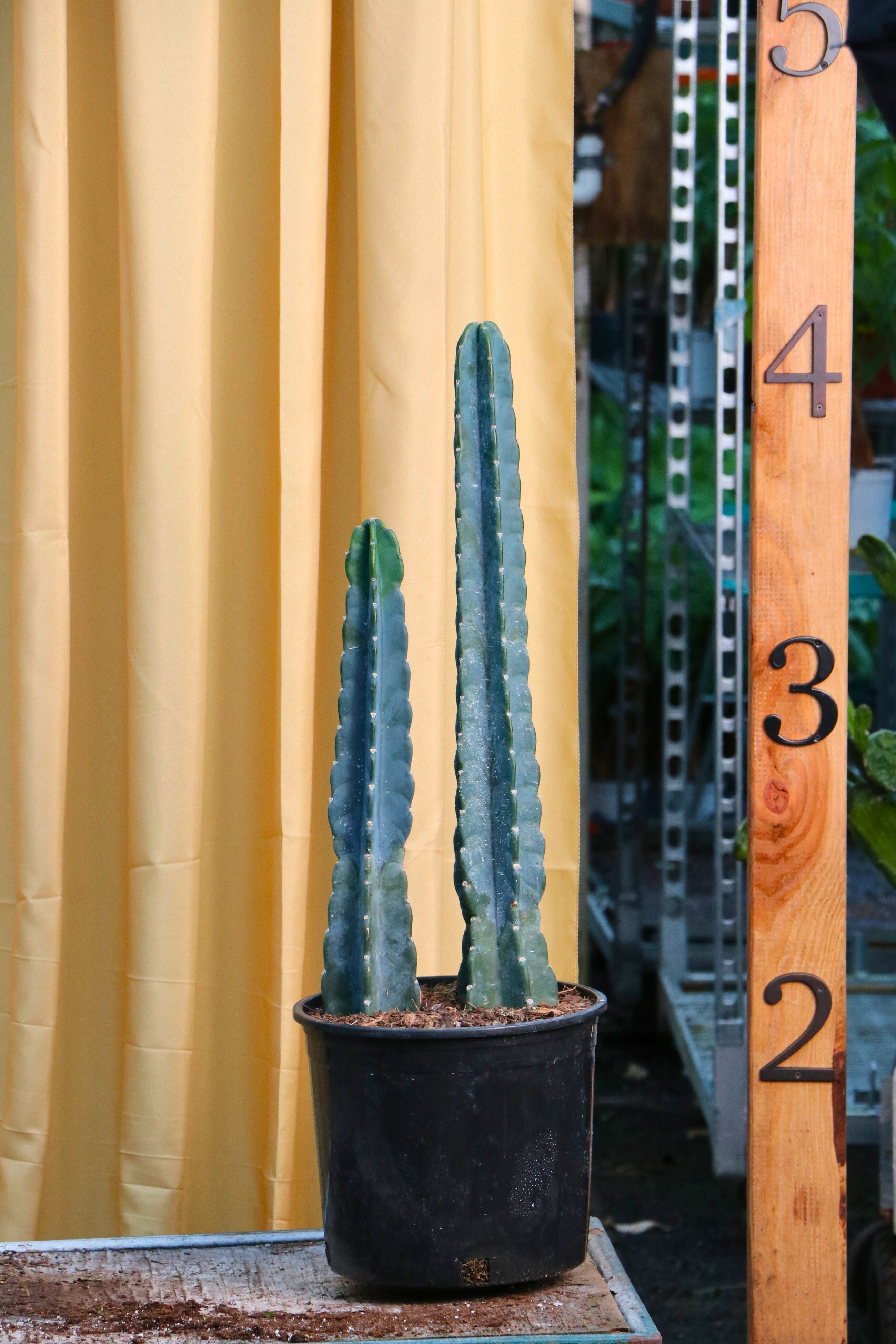 Large Peruvian Cactus (Double)
