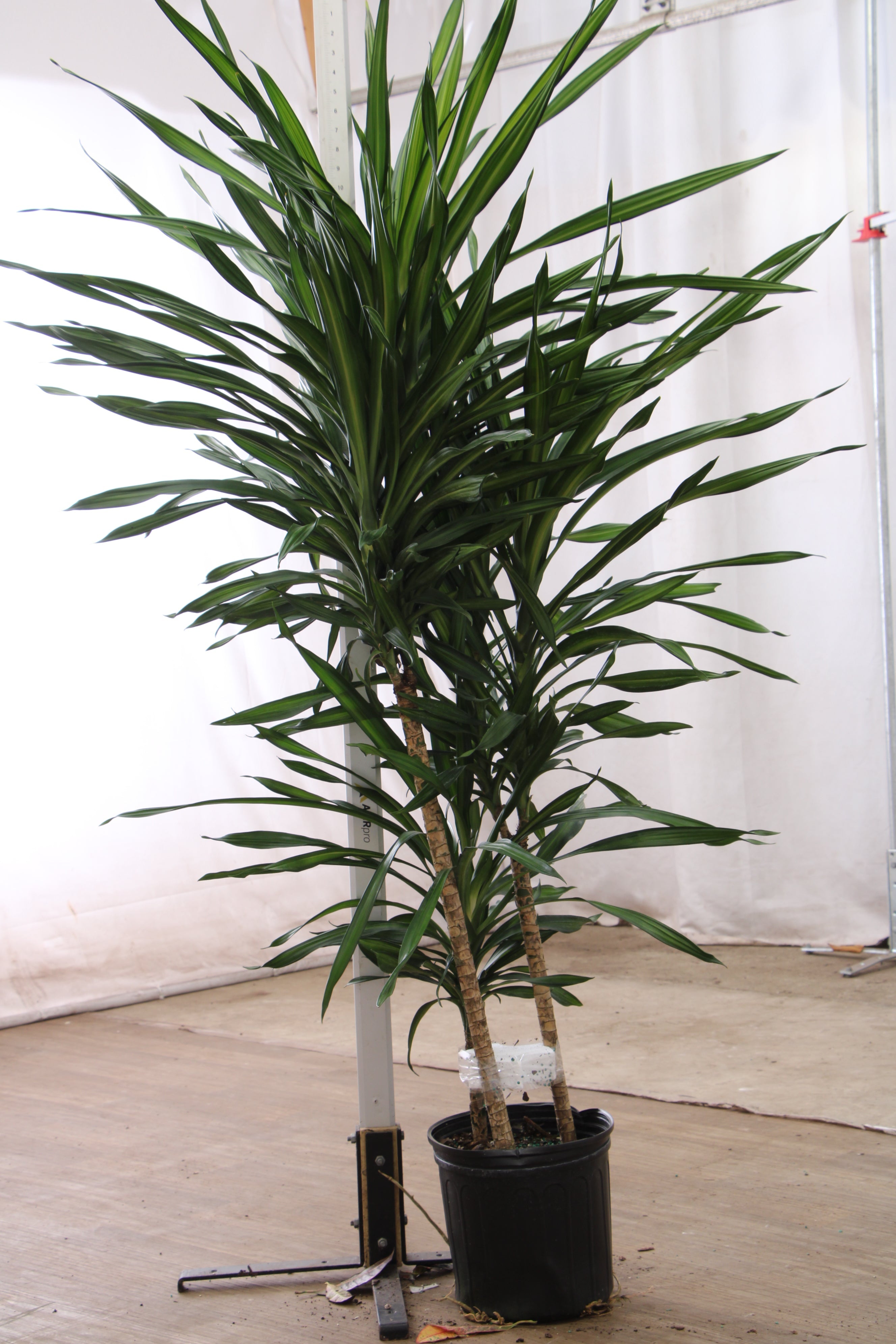 spl|00002
