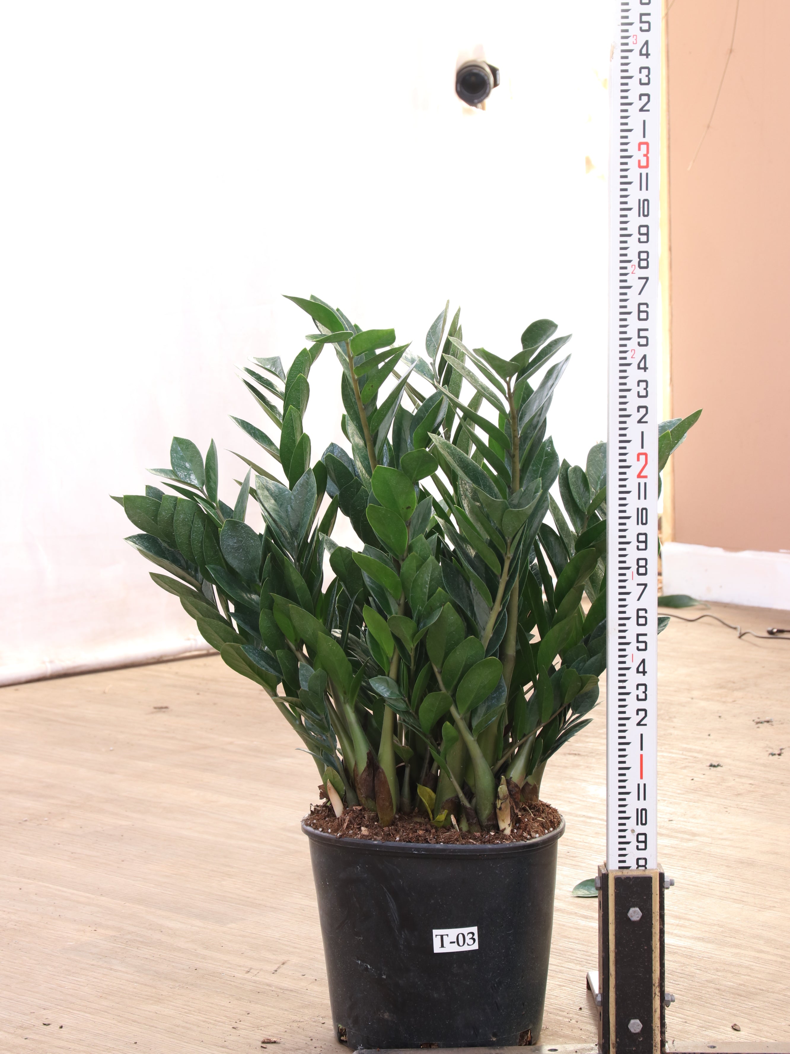 spl|00005