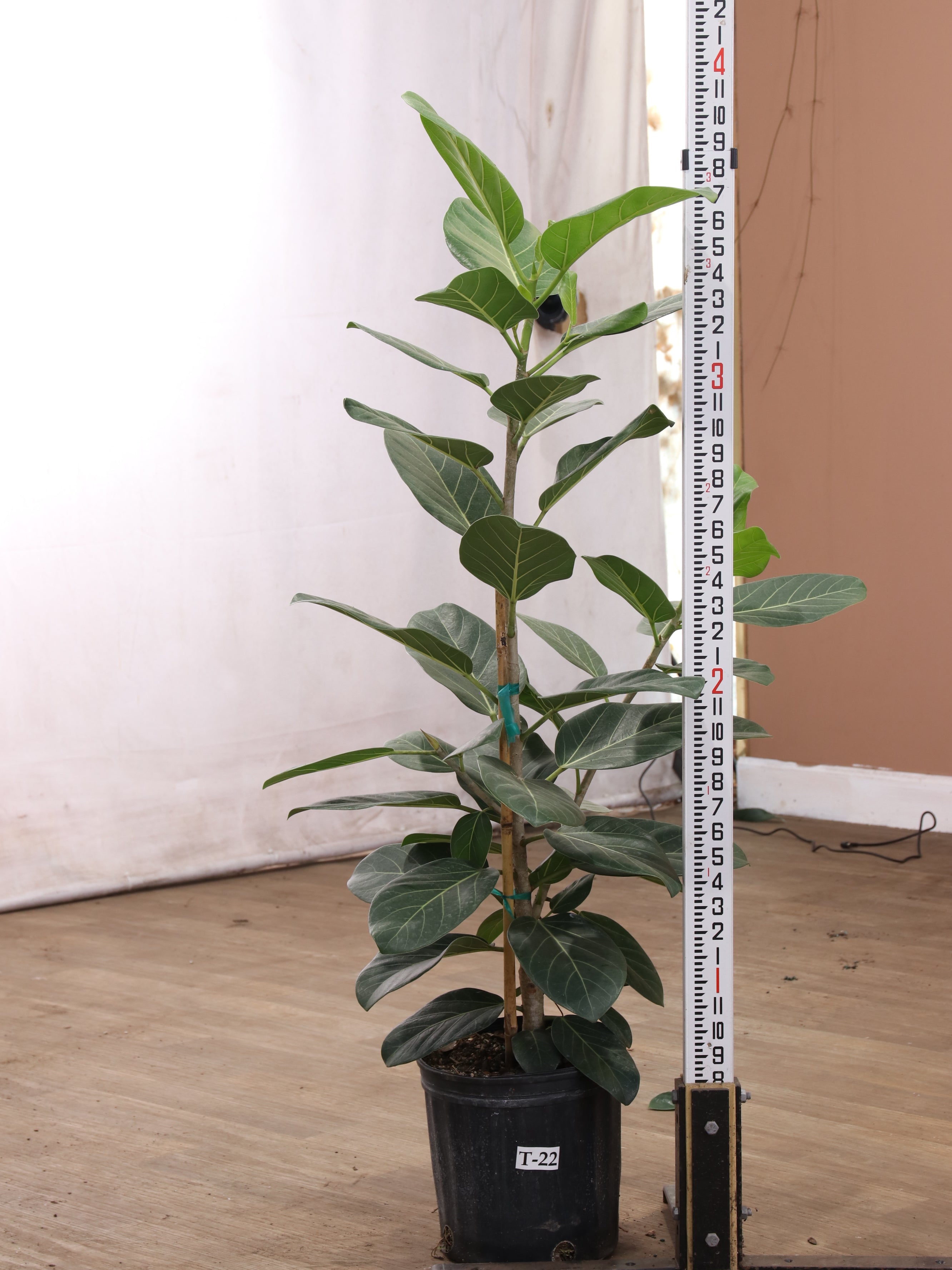 spl|00001