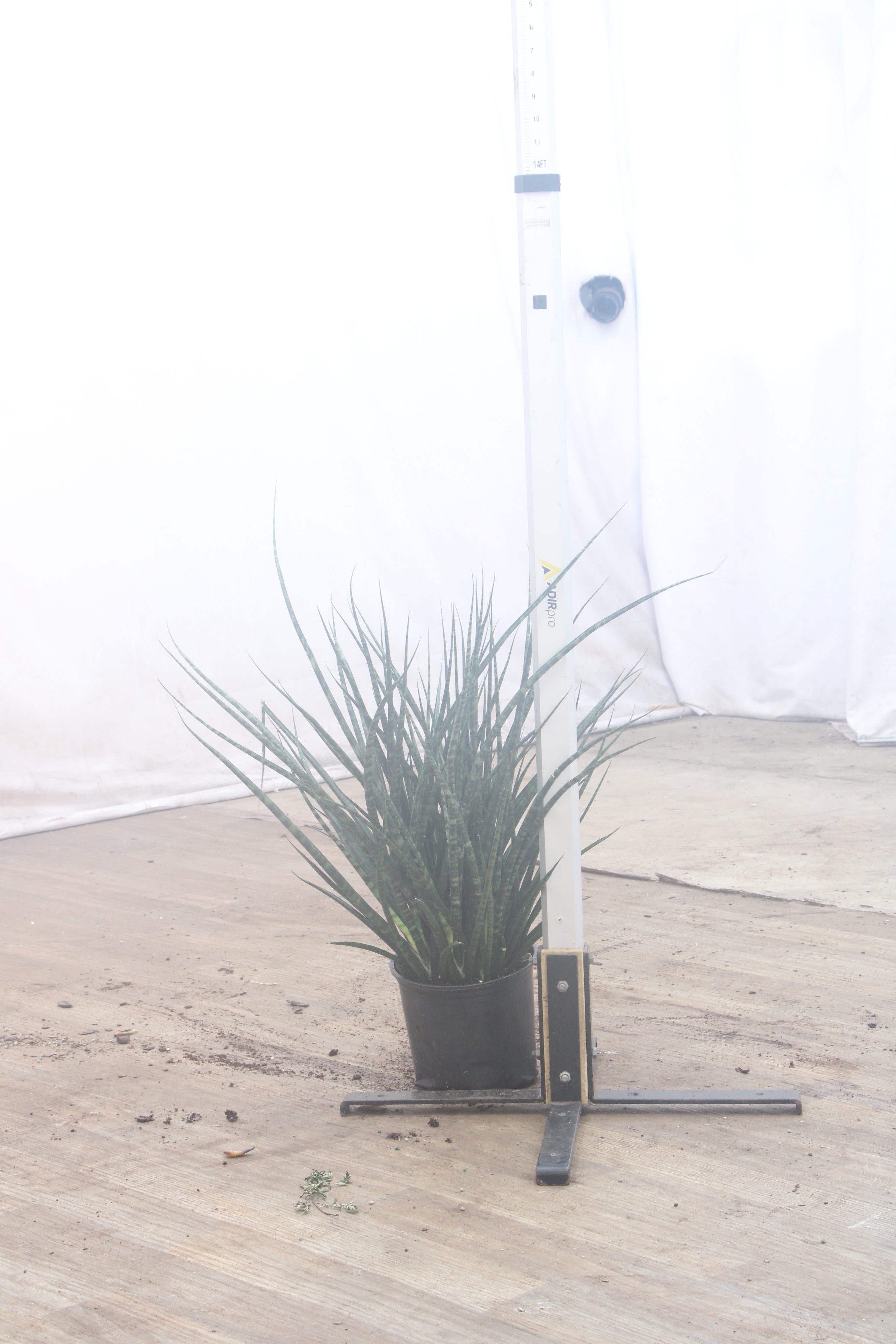 spl|00003