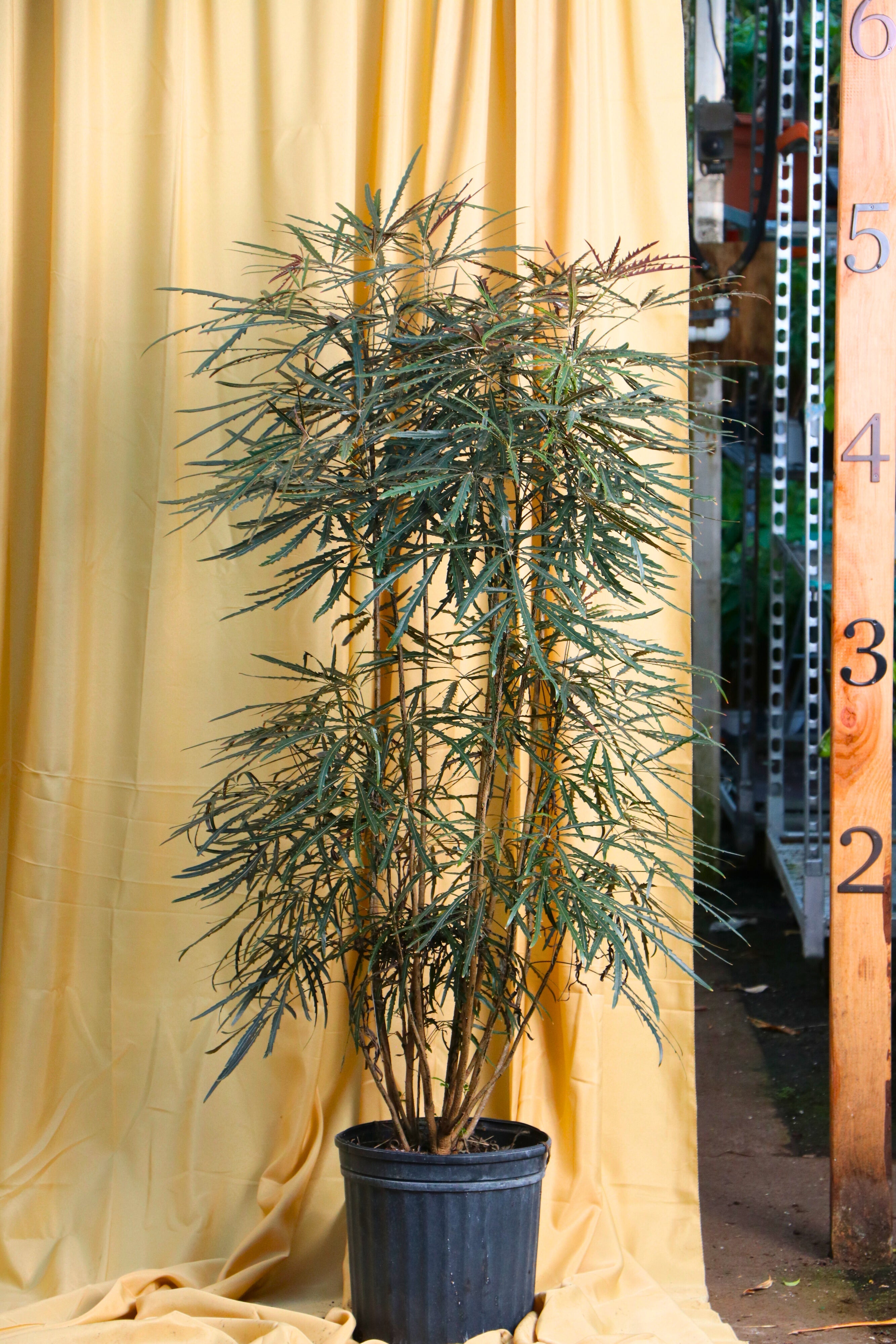 Full Size False Aralia