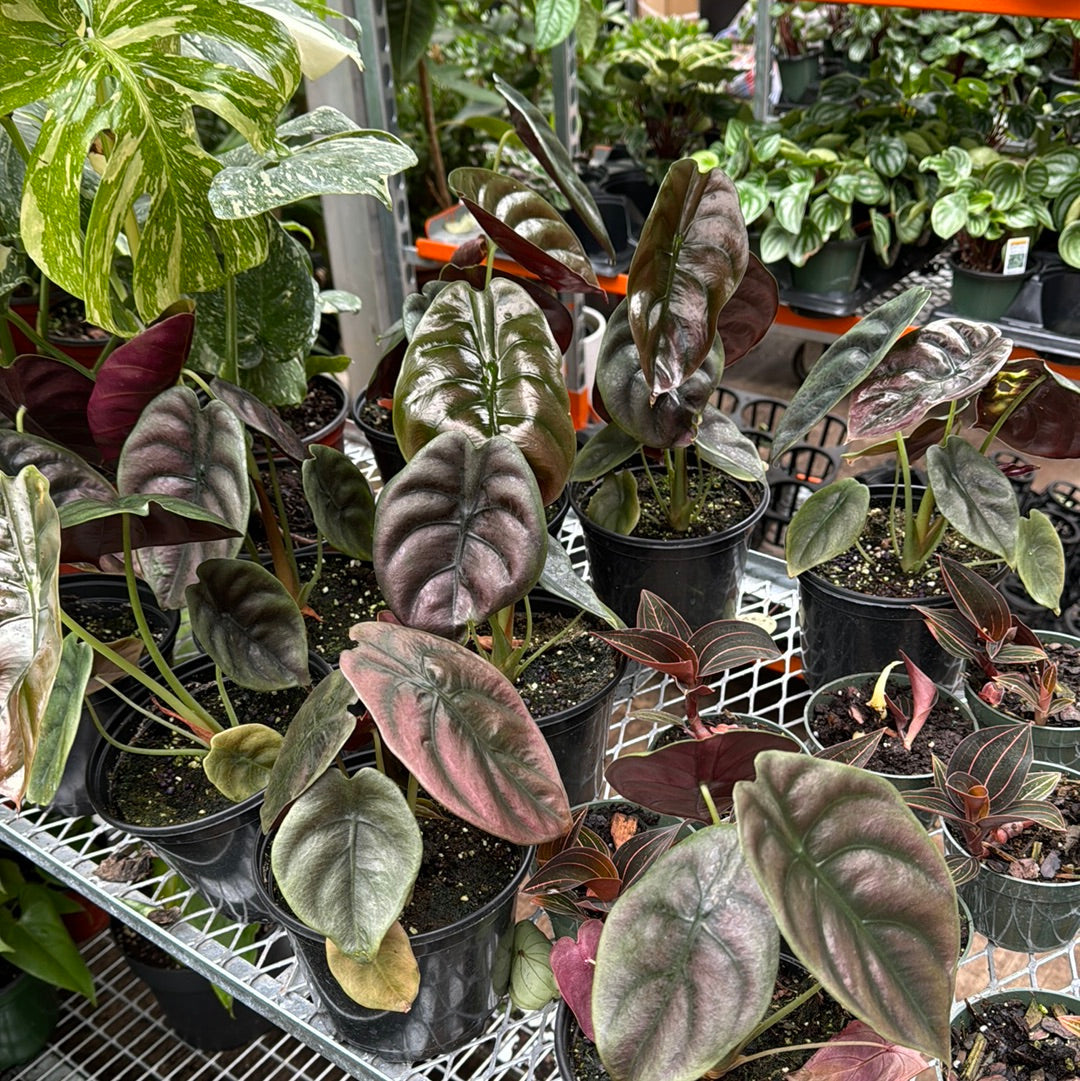 Medium Alocasia &