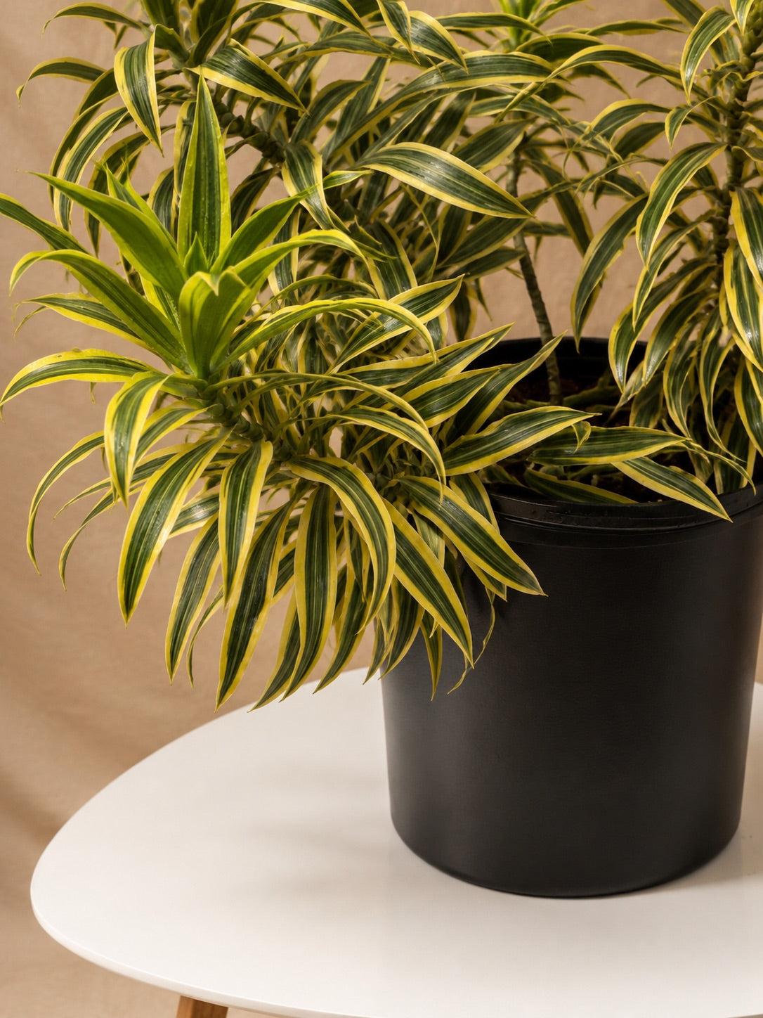 Large Dracaena &