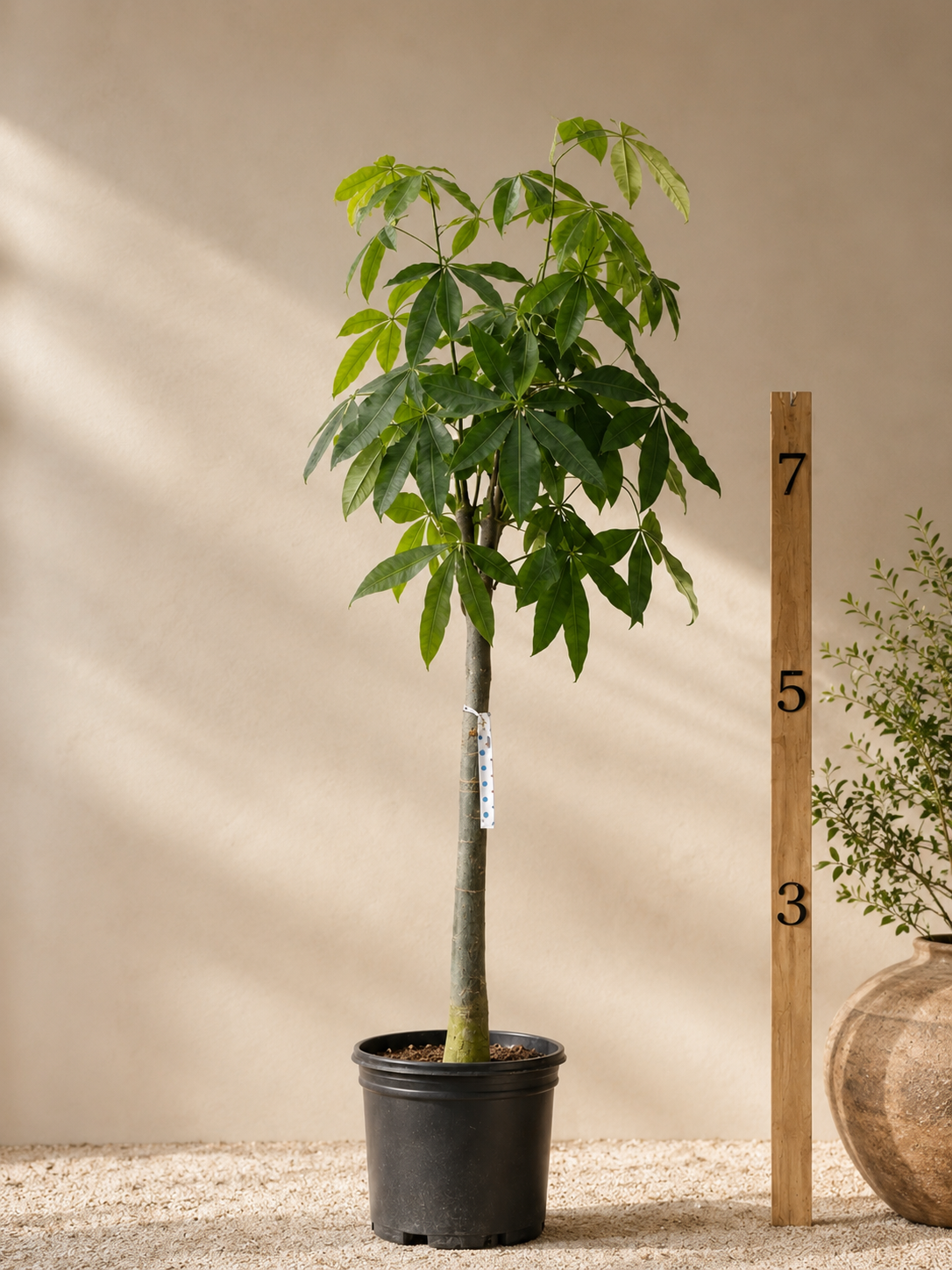 Giant Money Tree Stump  GRANDE PLANTS