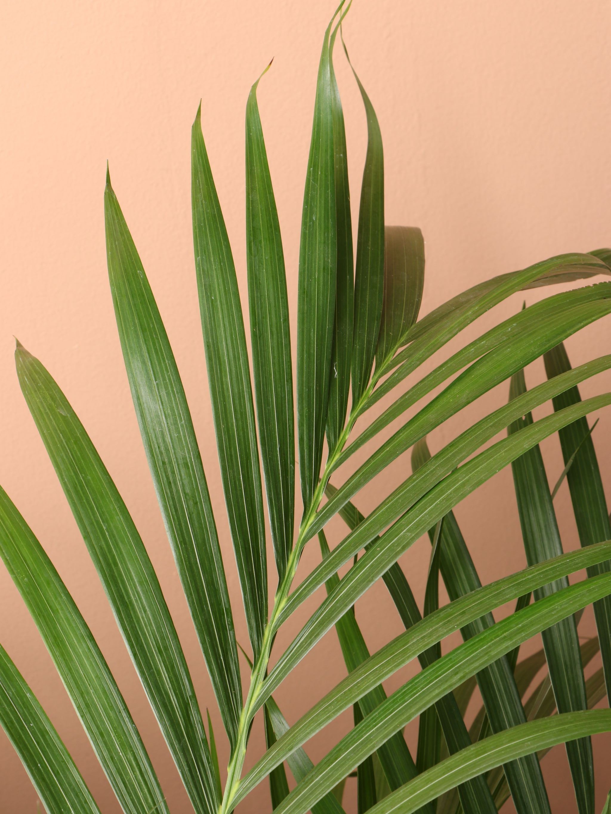 Large Cat Palm