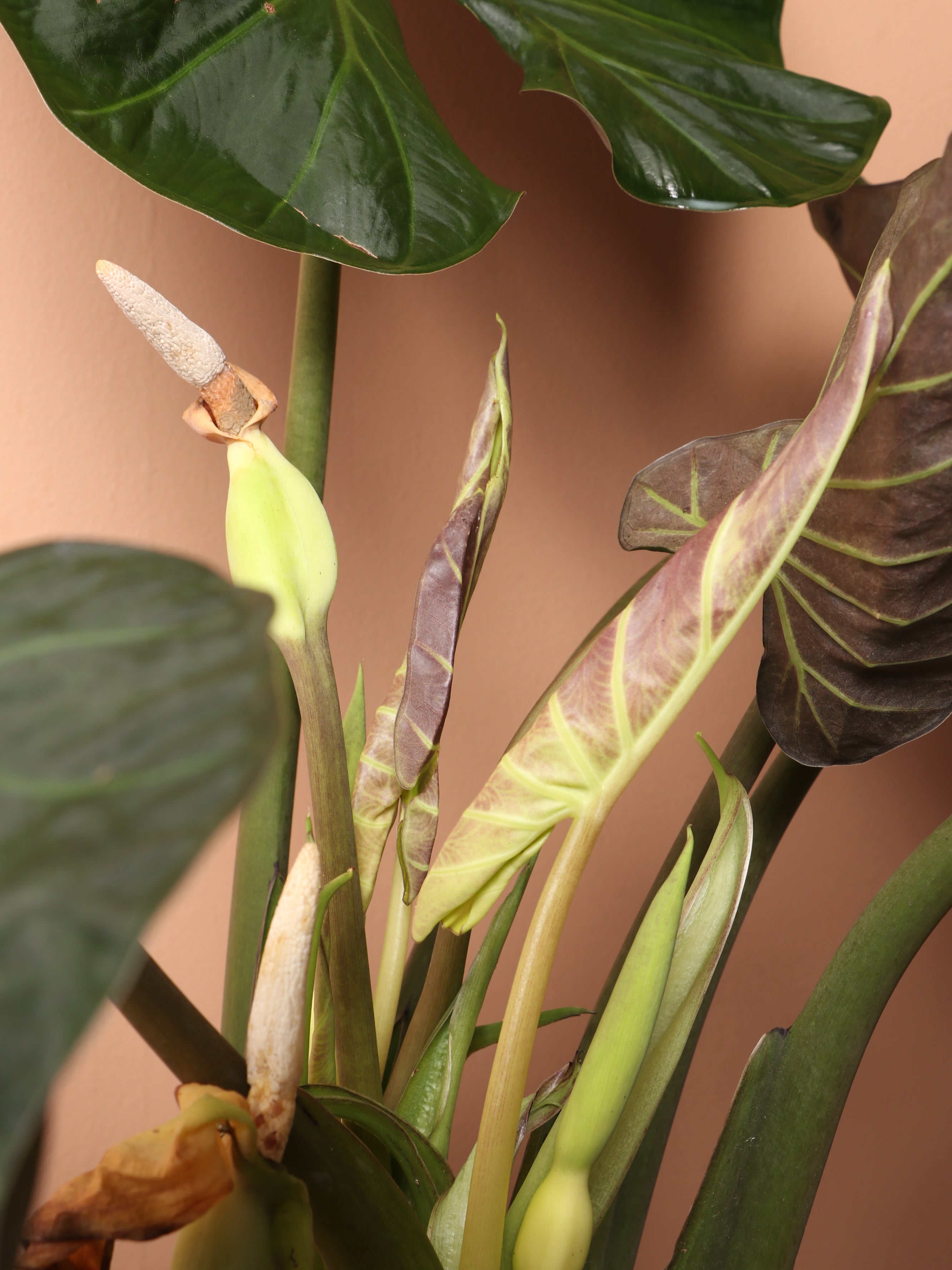 Large Alocasia &