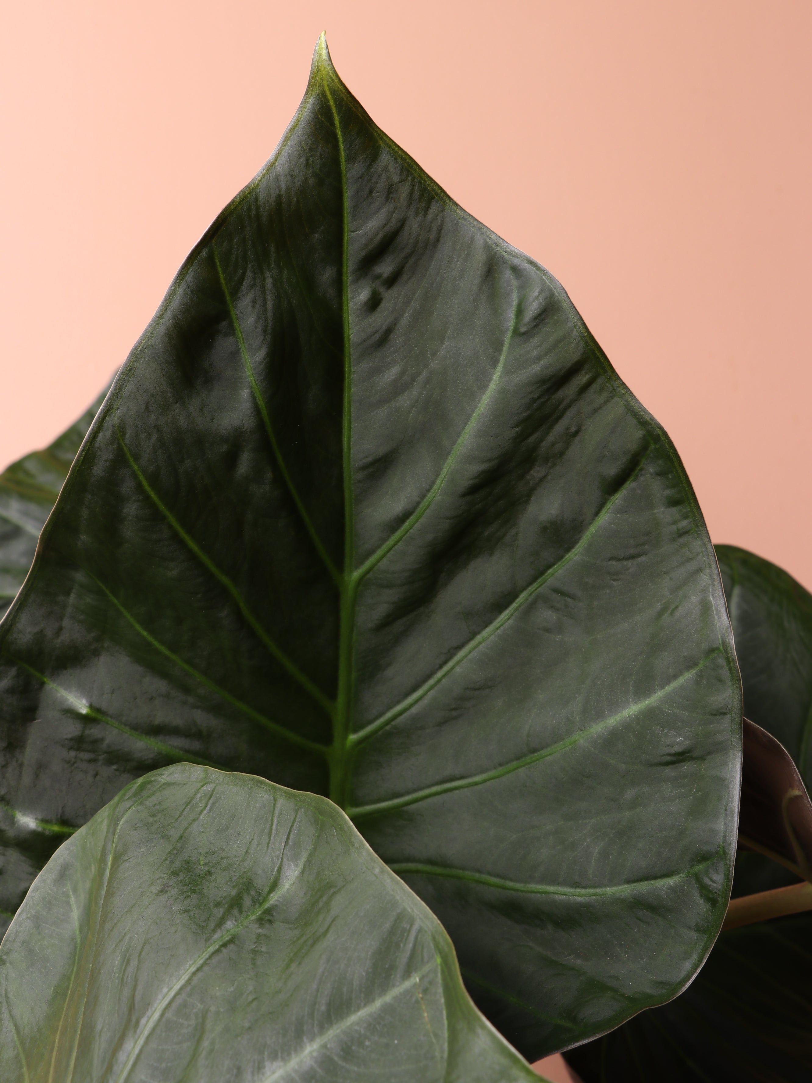 Large Alocasia &