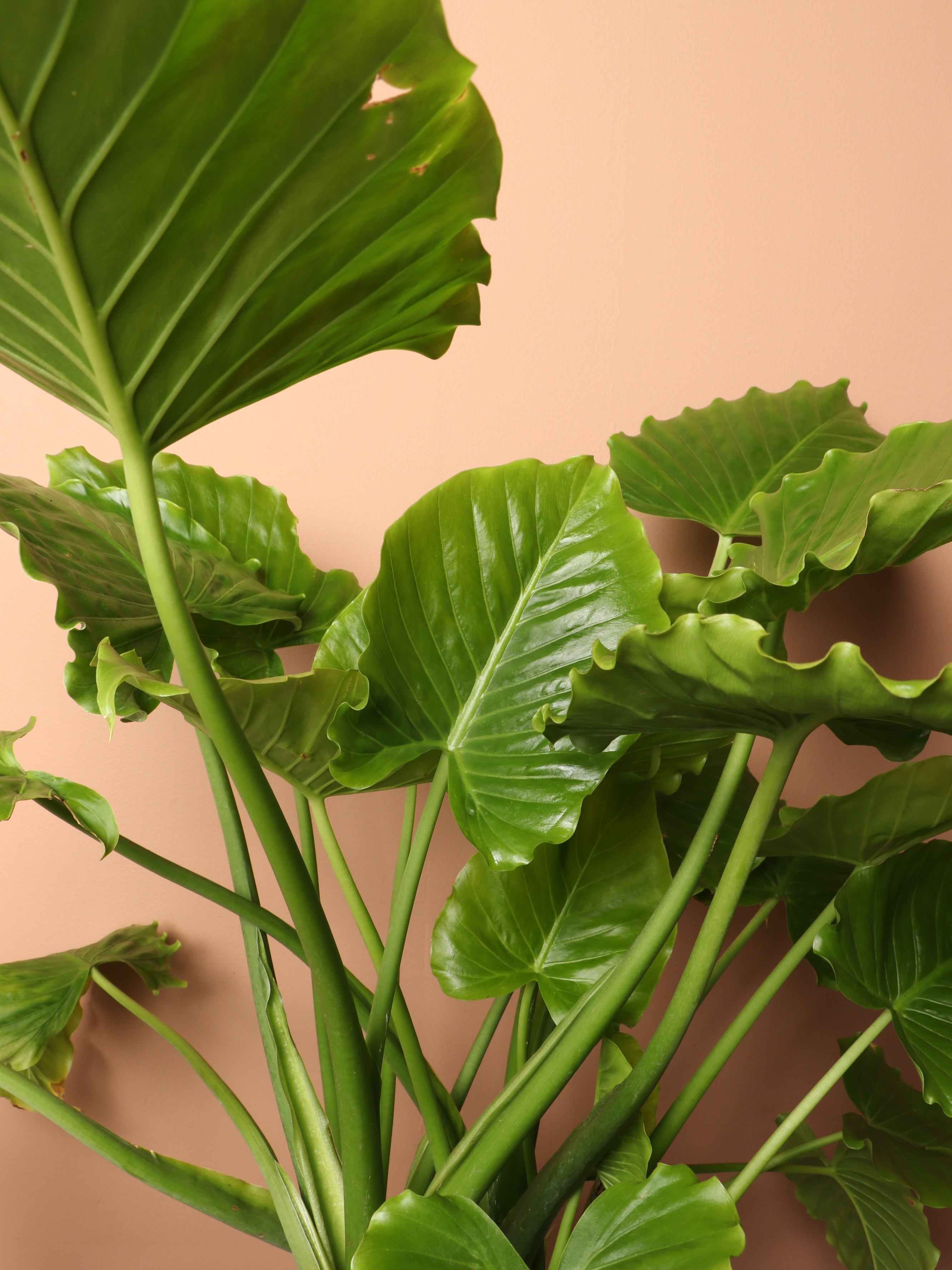 Large Alocasia &