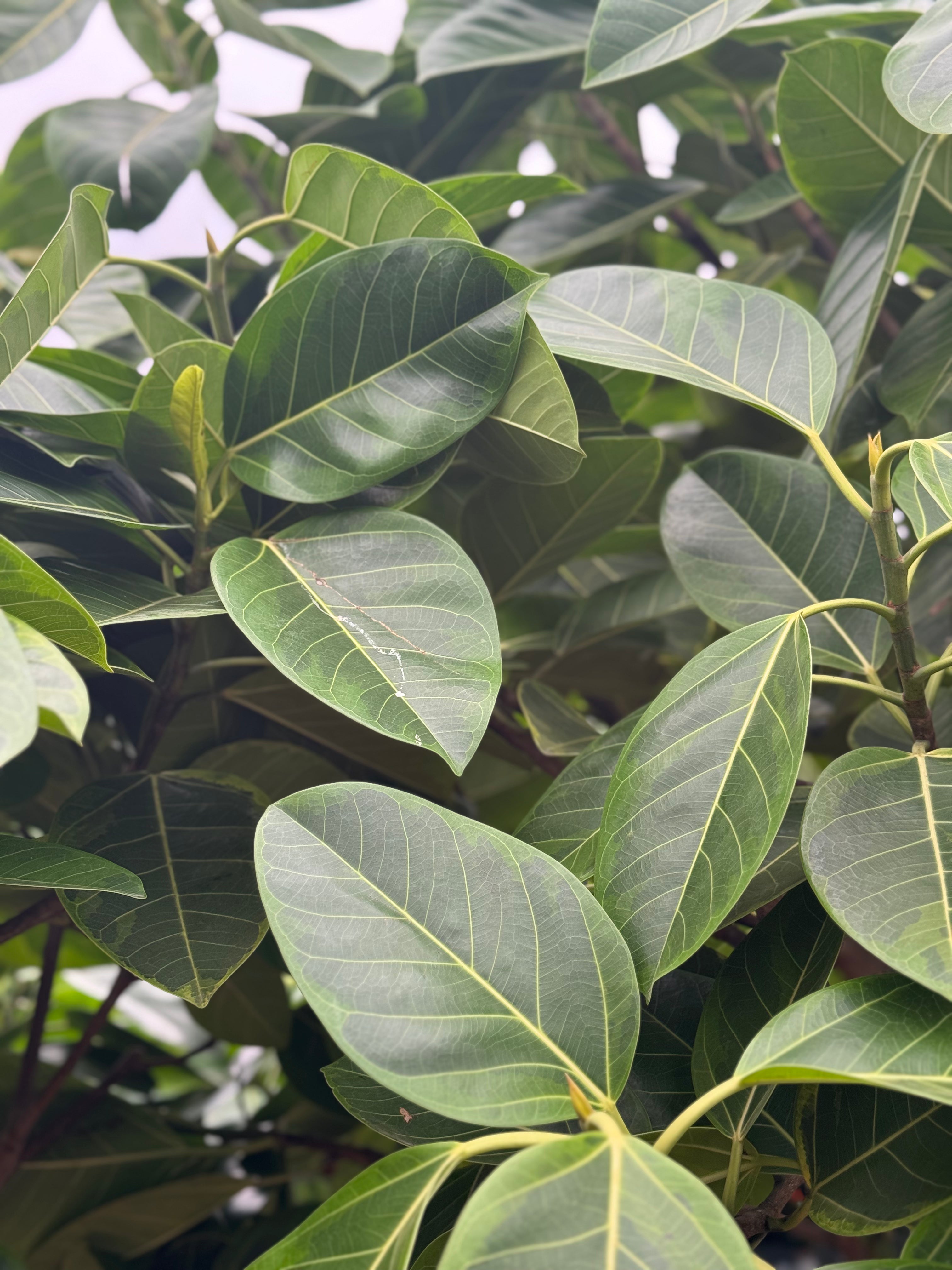 Close-up of vibrant Ficus Altissima Yellow Gem leaves, a premium indoor tree for luxury home and office landscaping by Dahing Plants.