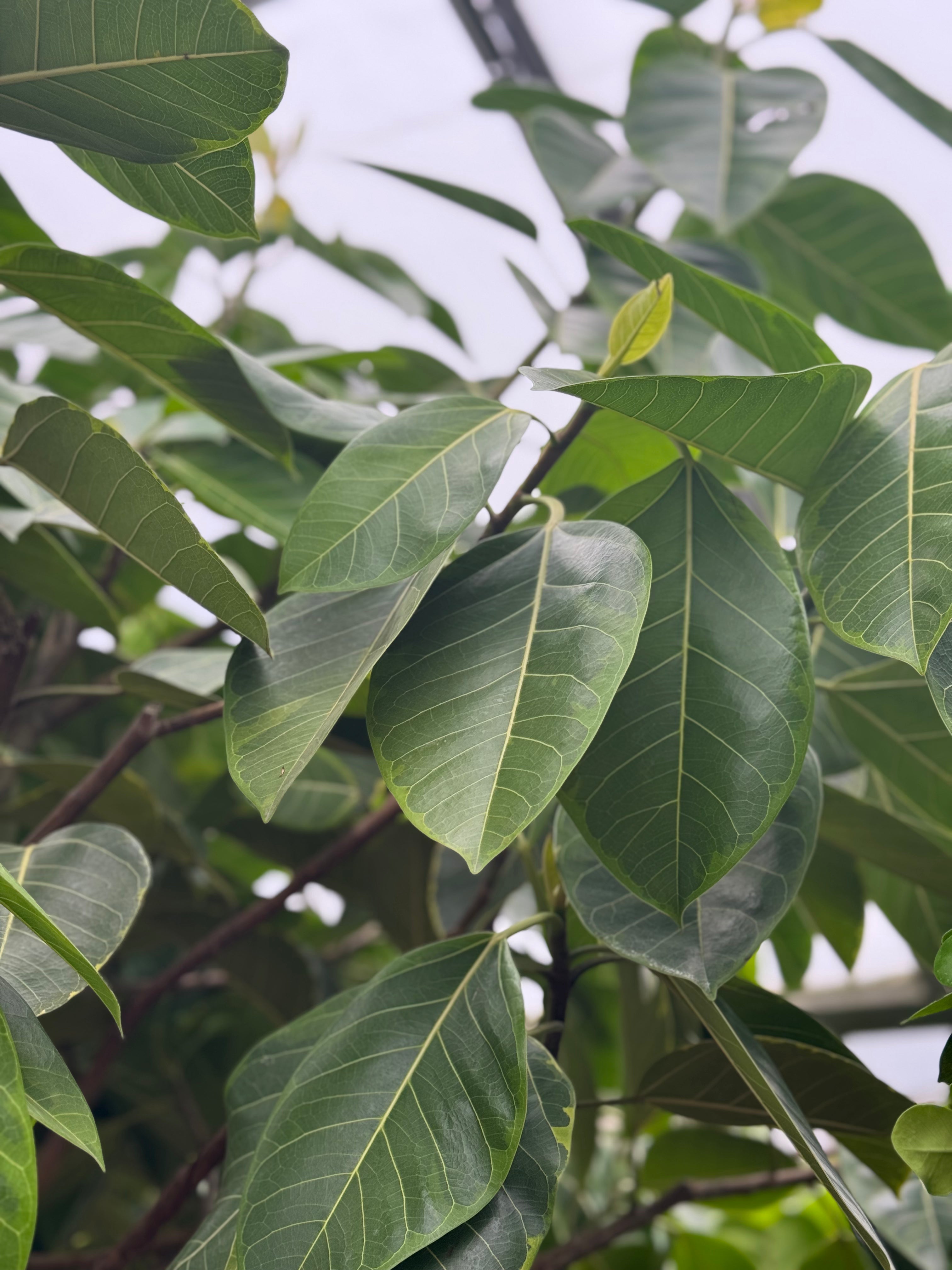 Close-up of vibrant Ficus Altissima Yellow Gem leaves, a premium indoor tree for luxury home and office landscaping by Dahing Plants.