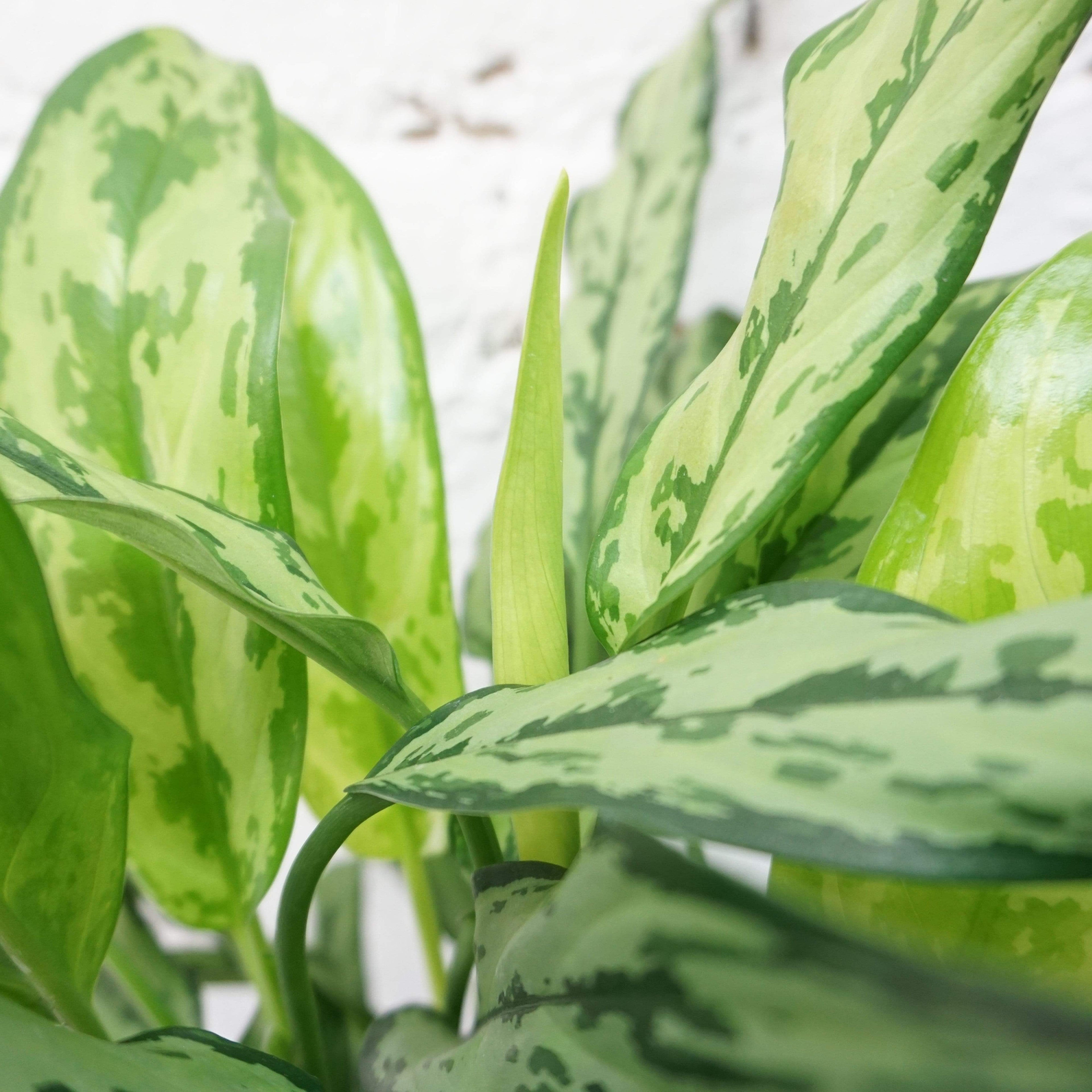 Medium Aglaonema &
