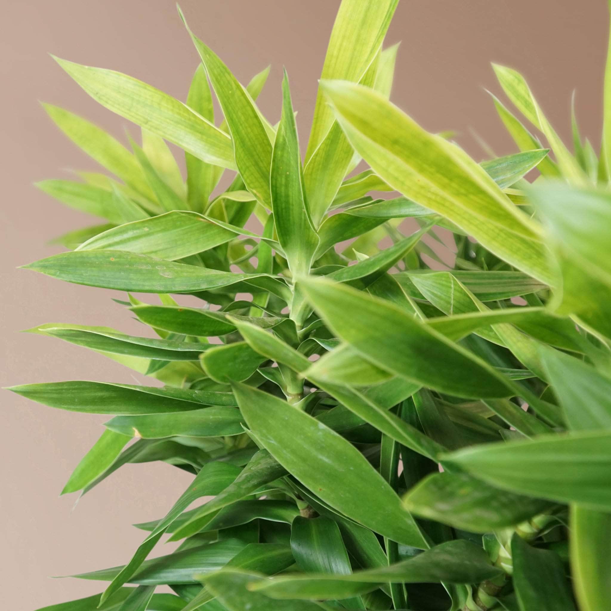 Full Size Dracaena &