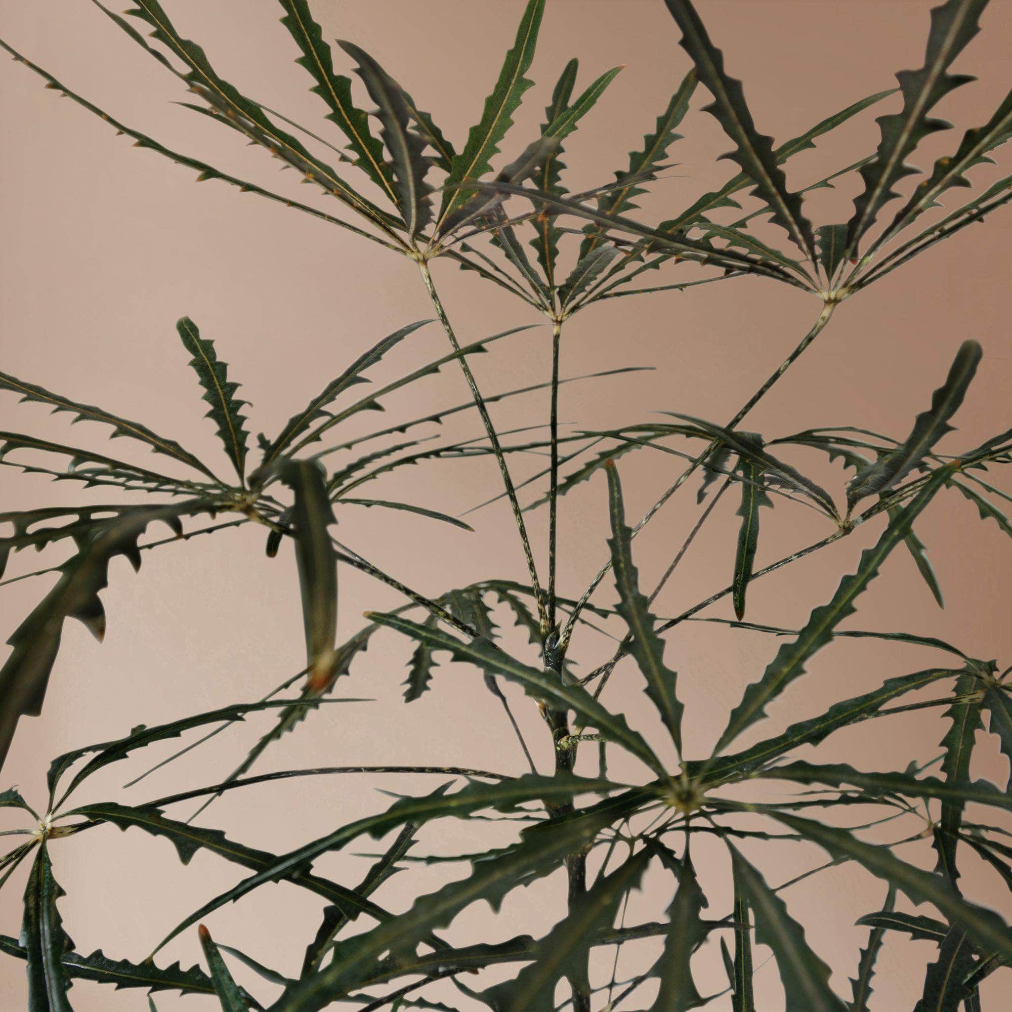 Large False Aralia - Pafe Plants 2