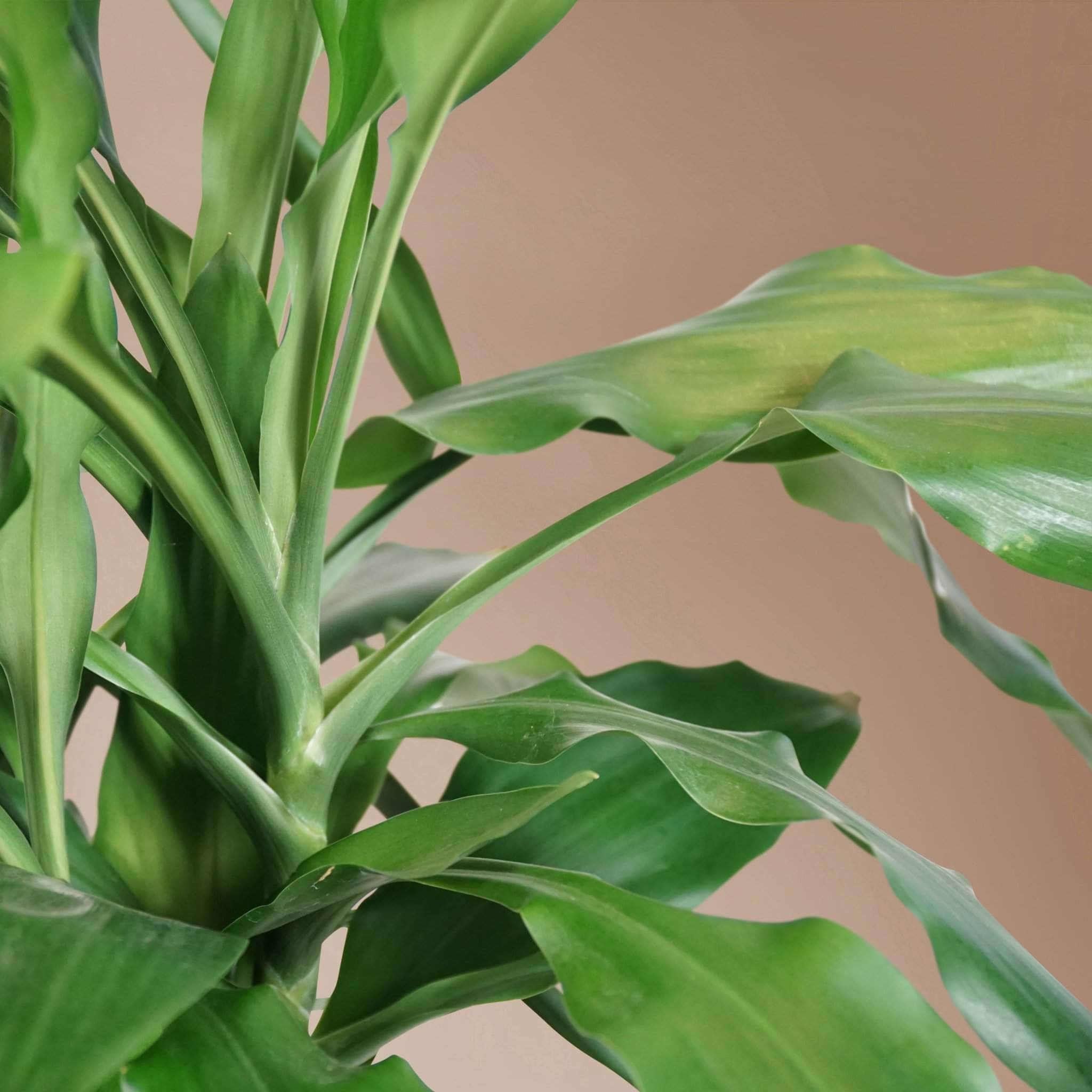 Large Dracaena Janet Lind - Pafe Plants 3