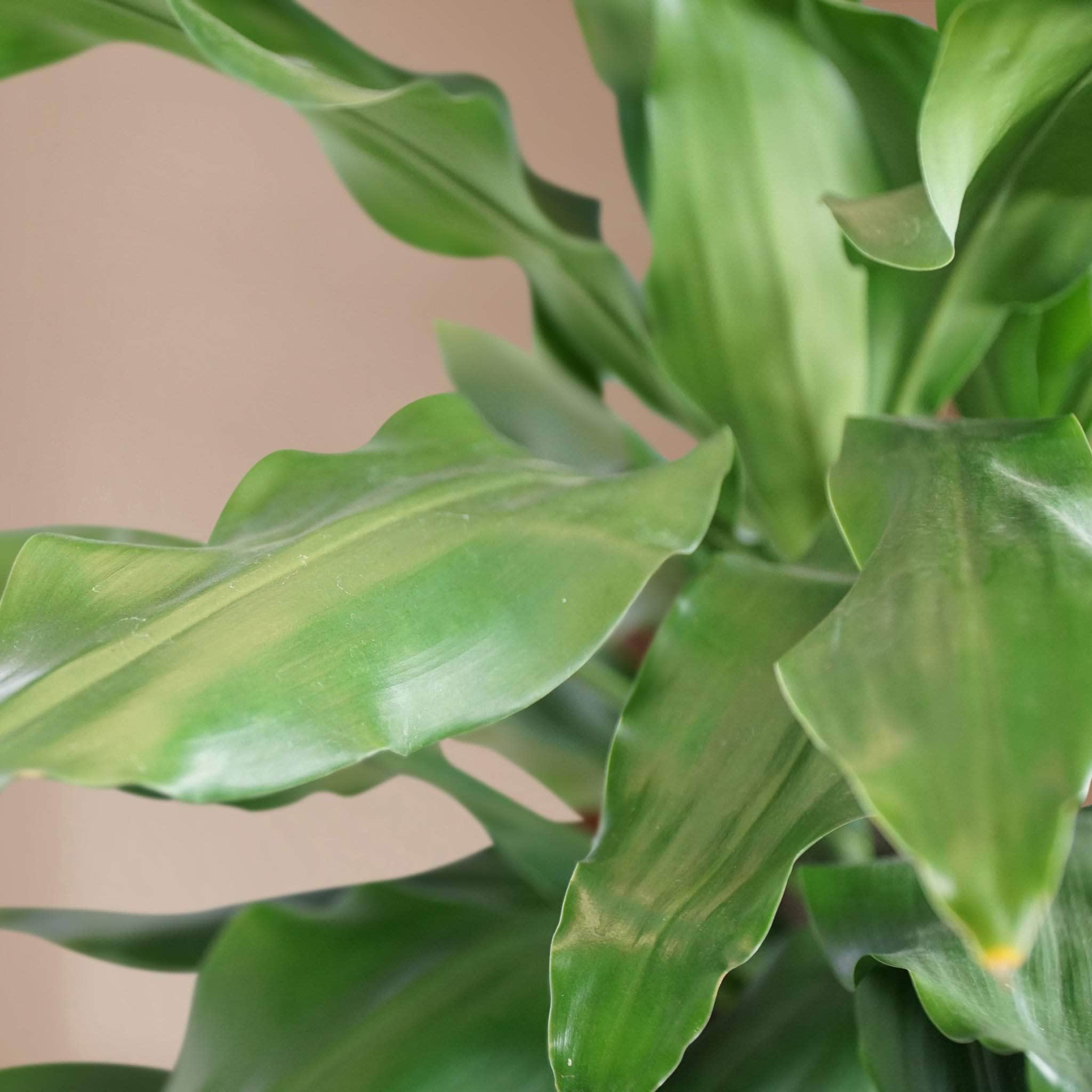 Large Dracaena Janet Lind - Pafe Plants 1