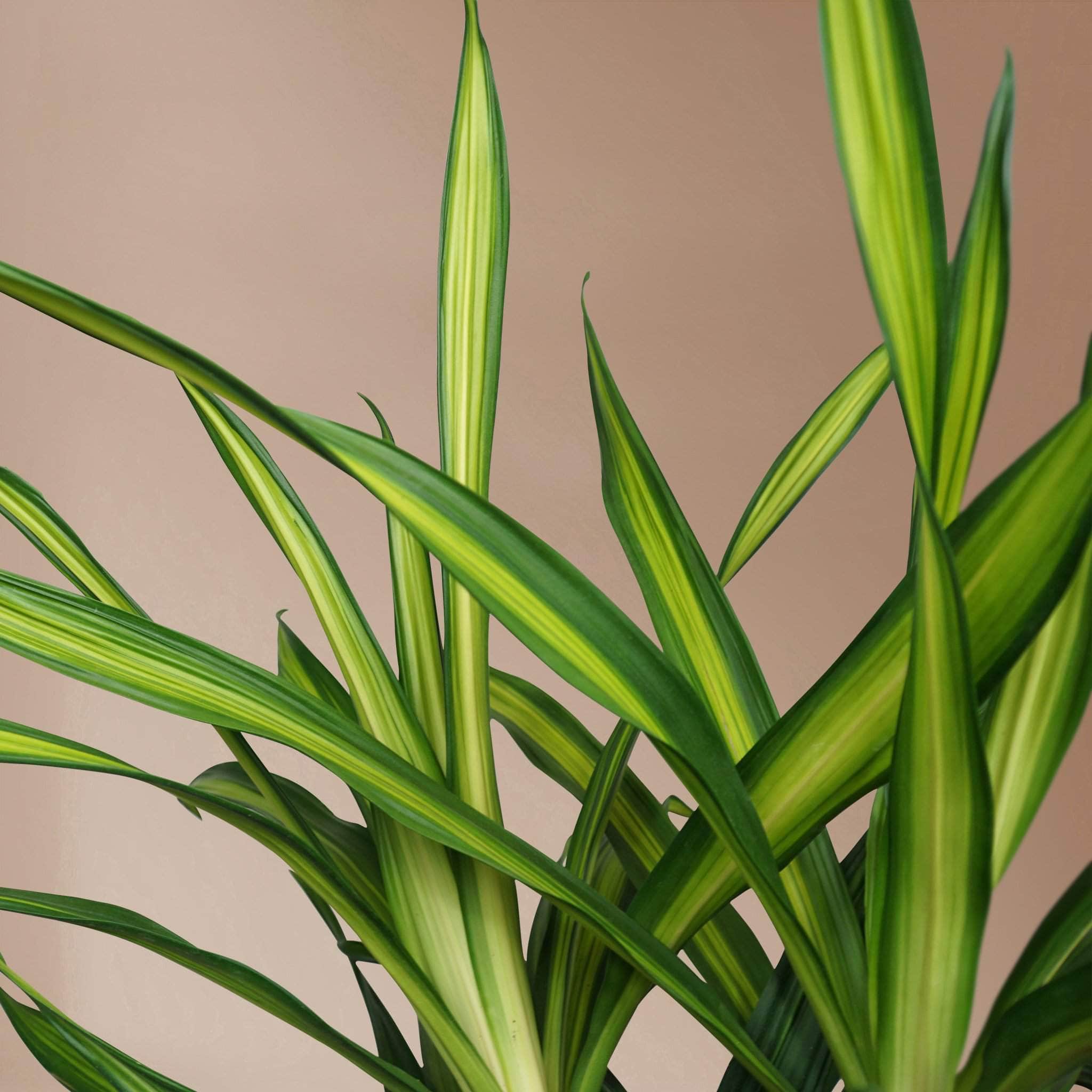 Large Dracaena Deremensis &