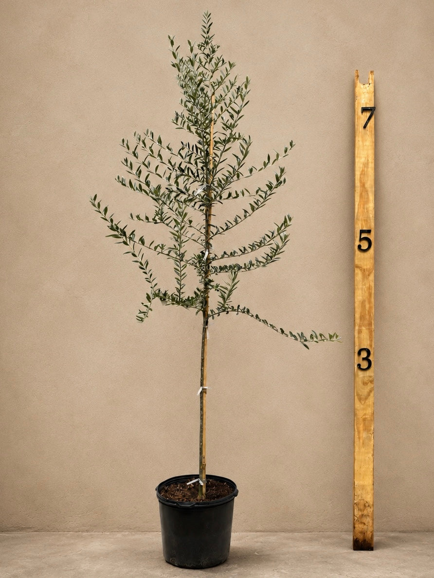Full Size Olive Tree