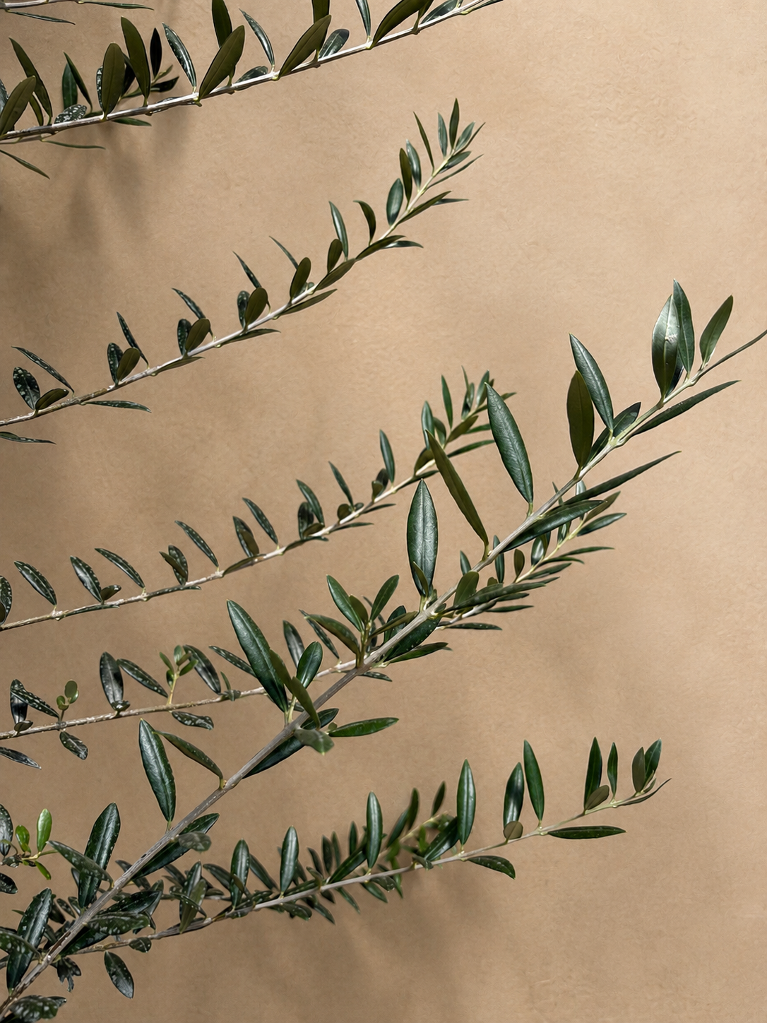Full Size Olive Tree
