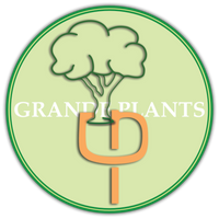 GRANDE PLANTS