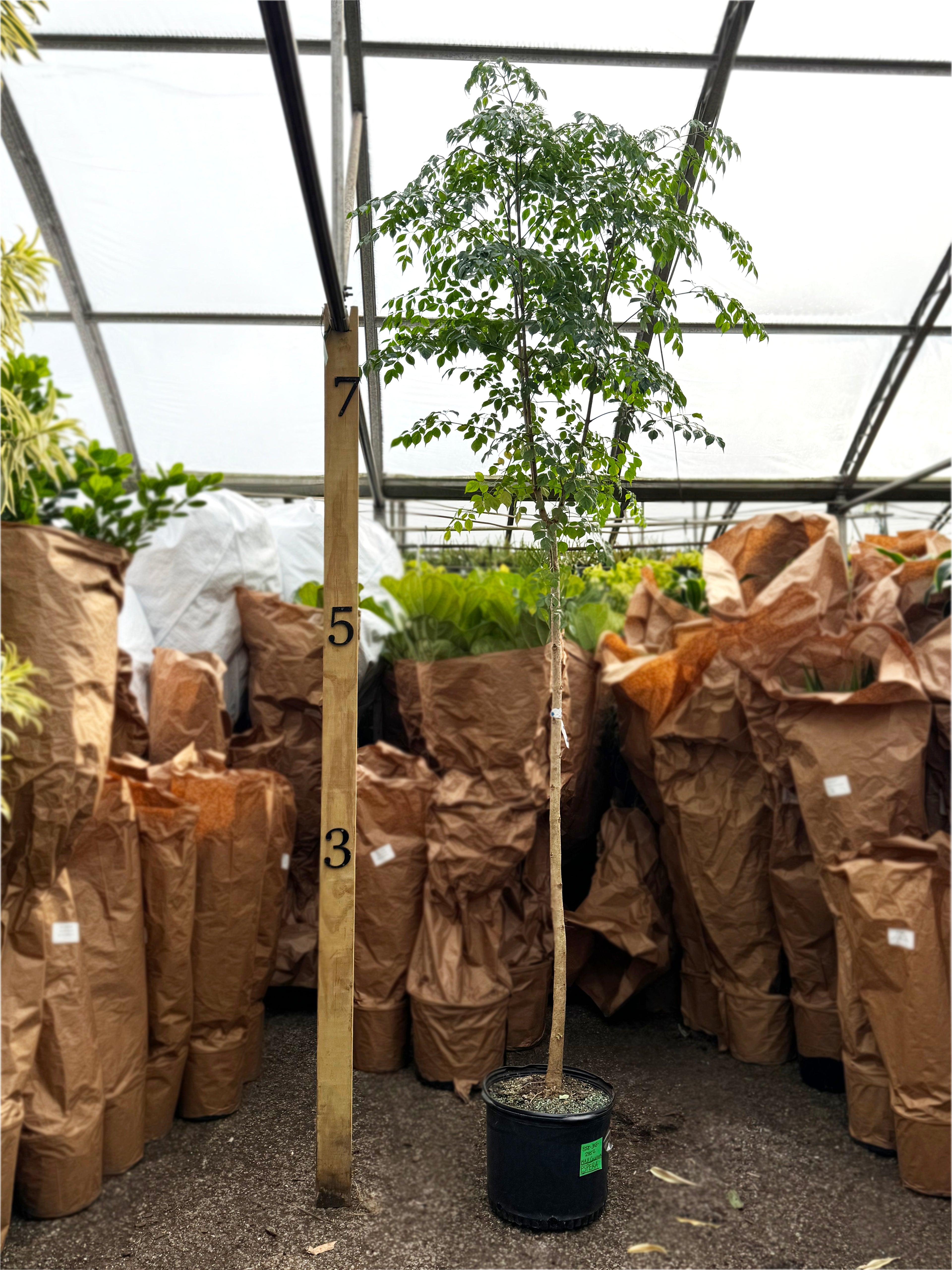 Giant indoor Chinese Doll Tree (Radermachera sinica) for professional interior landscaping, shown with scale measurement at DaHing Plants nursery.