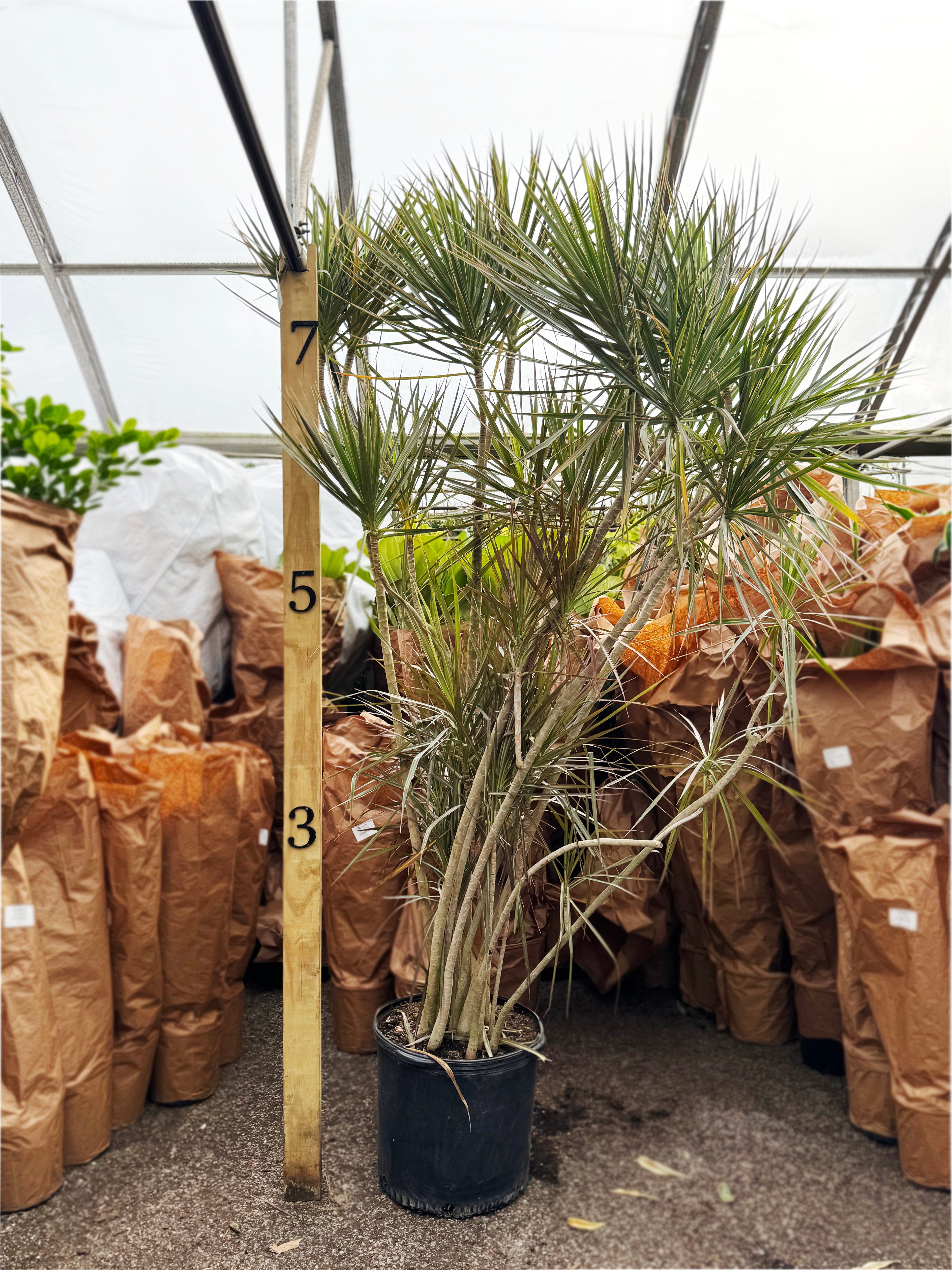 Mature 7-foot Giant Dracaena Marginata tree for luxury interior landscaping, shown with height measurement for scale at Dahing Plants nursery.