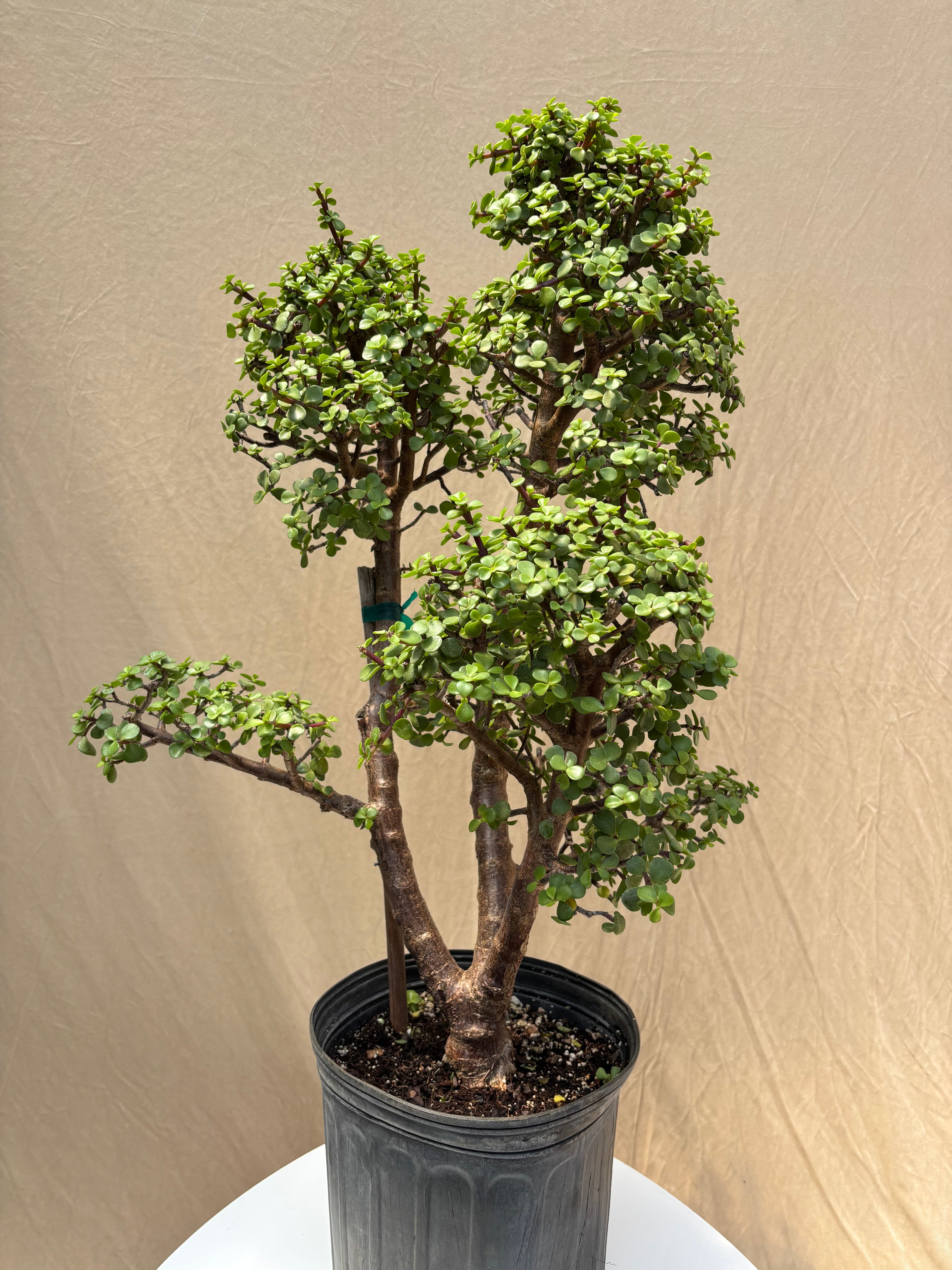 Large Elephant Bush Bonsai Topiary