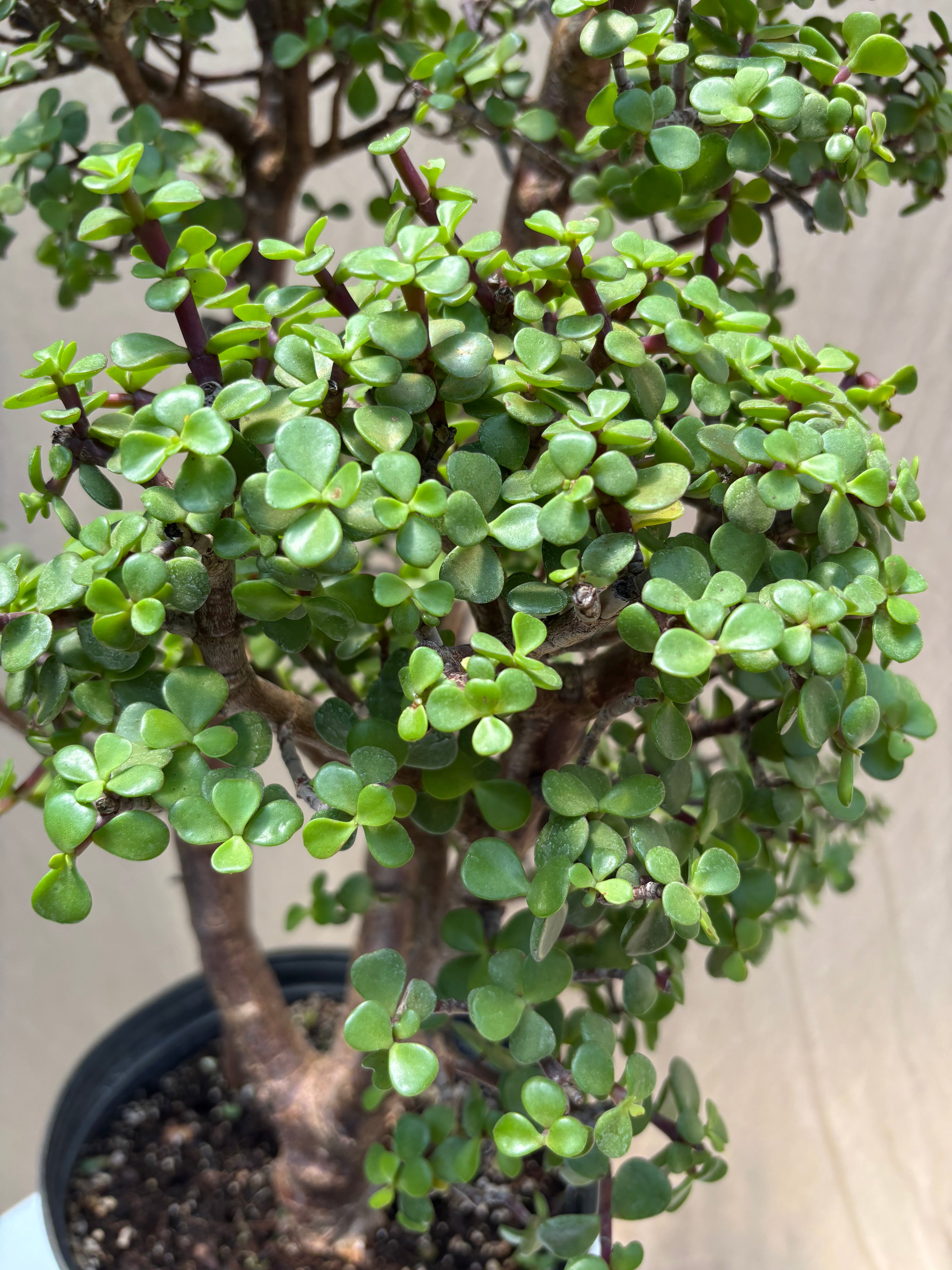 Large Elephant Bush Bonsai Topiary