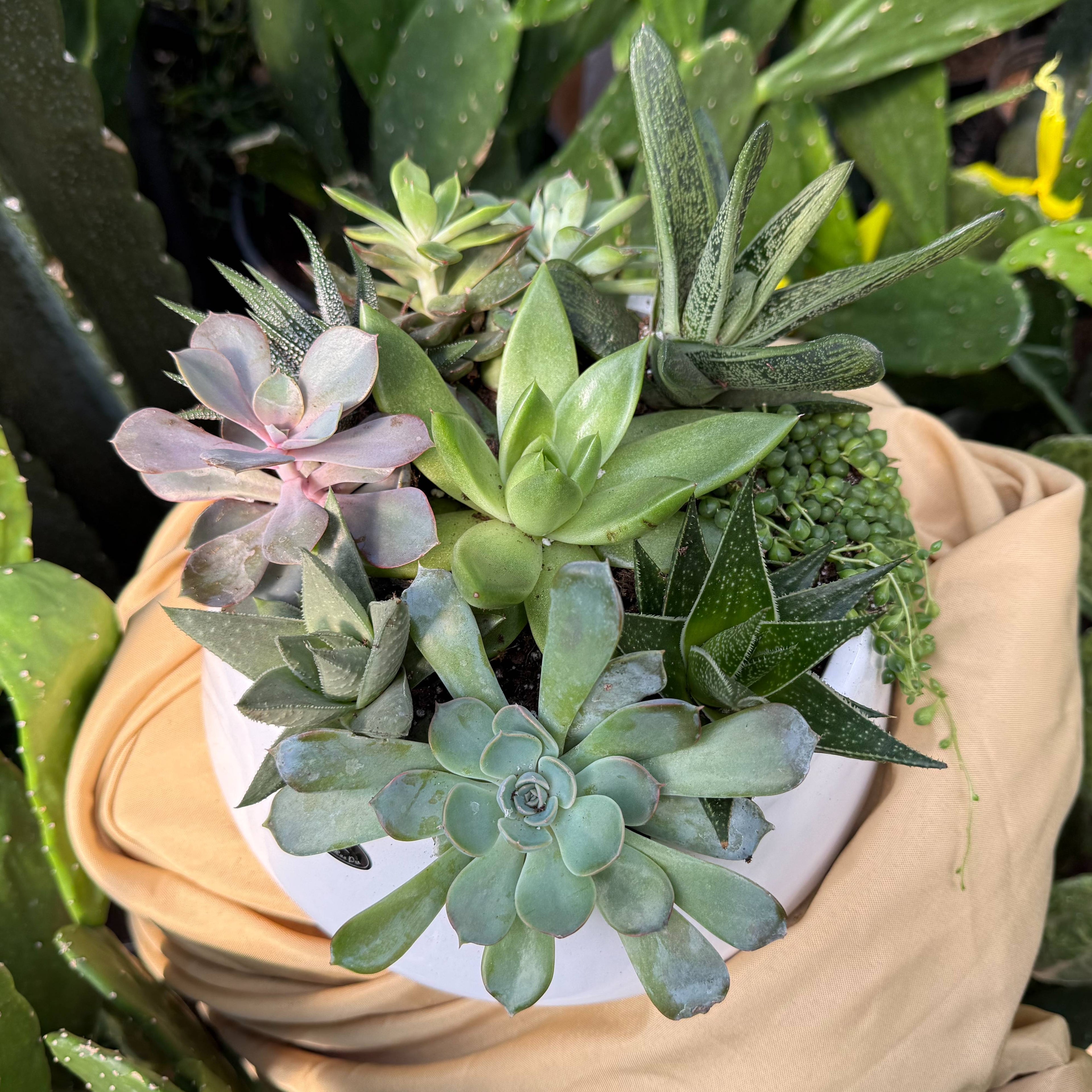 Succulent Garden