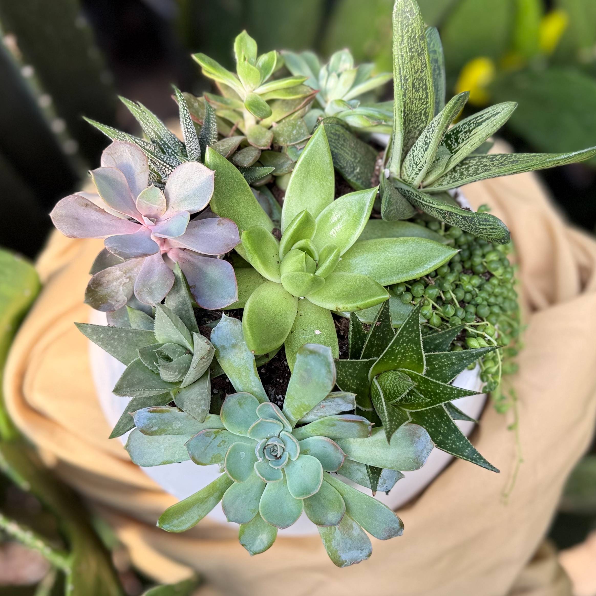 Succulent Garden