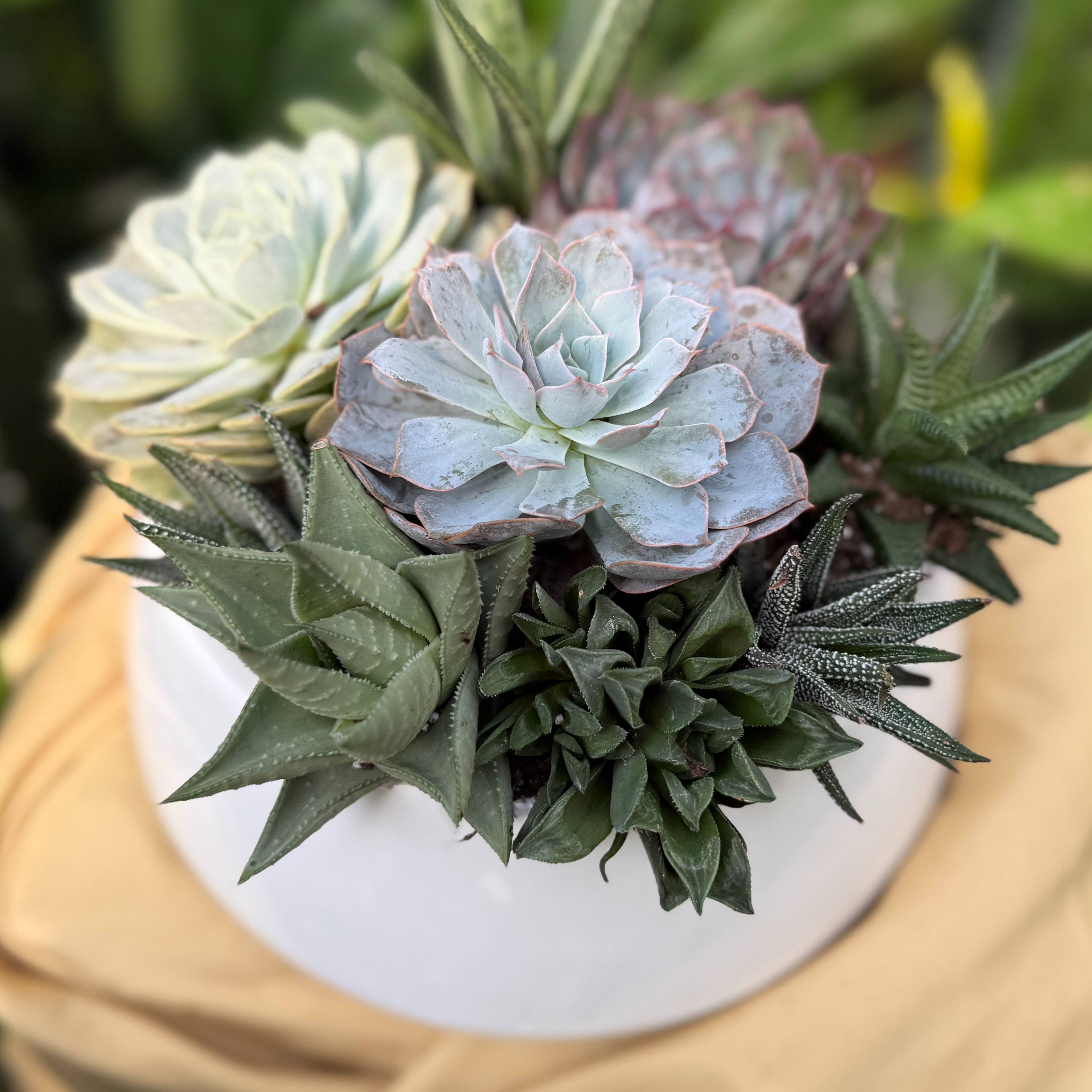 Succulent Garden