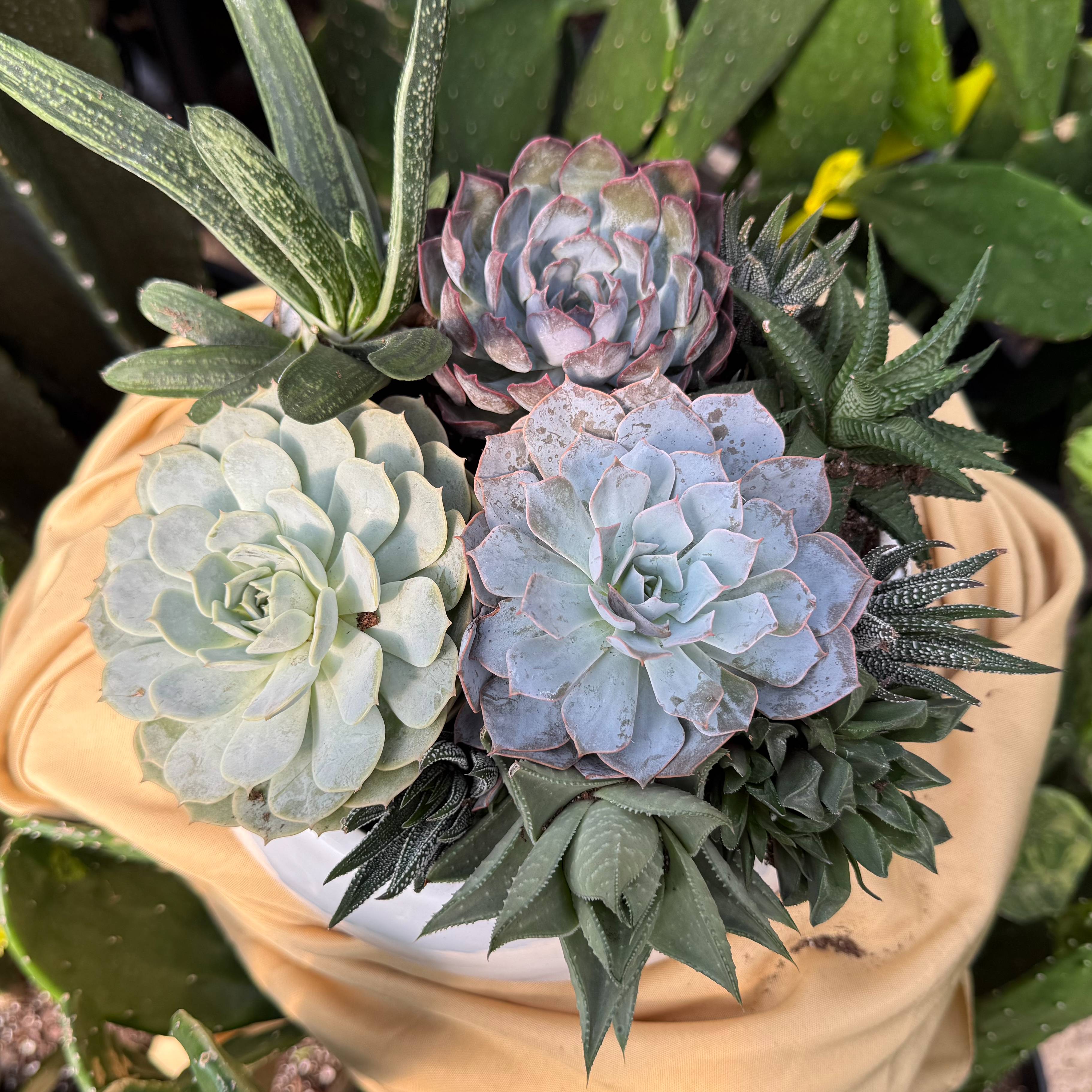 Succulent Garden