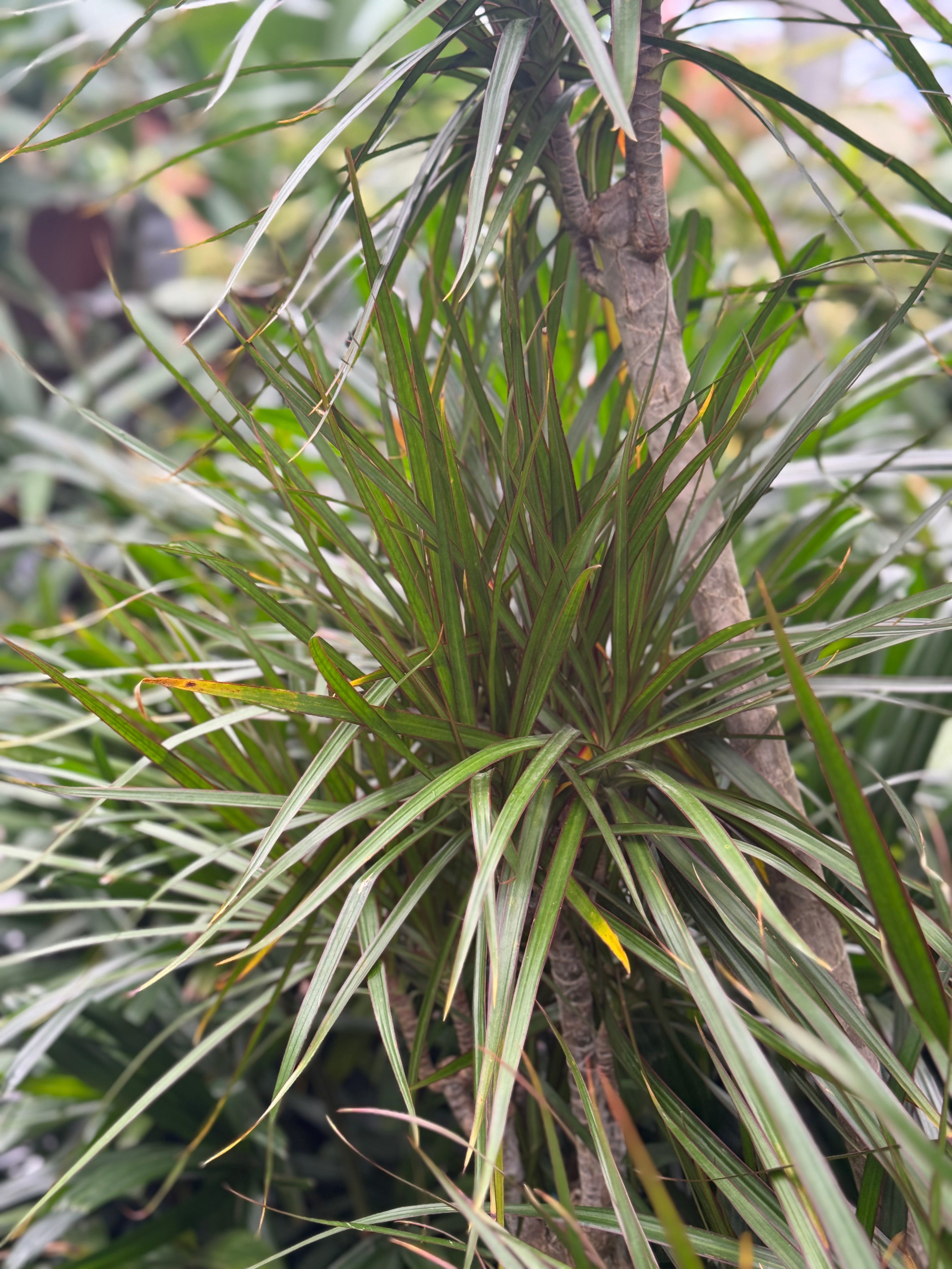 Giant Dracaena &