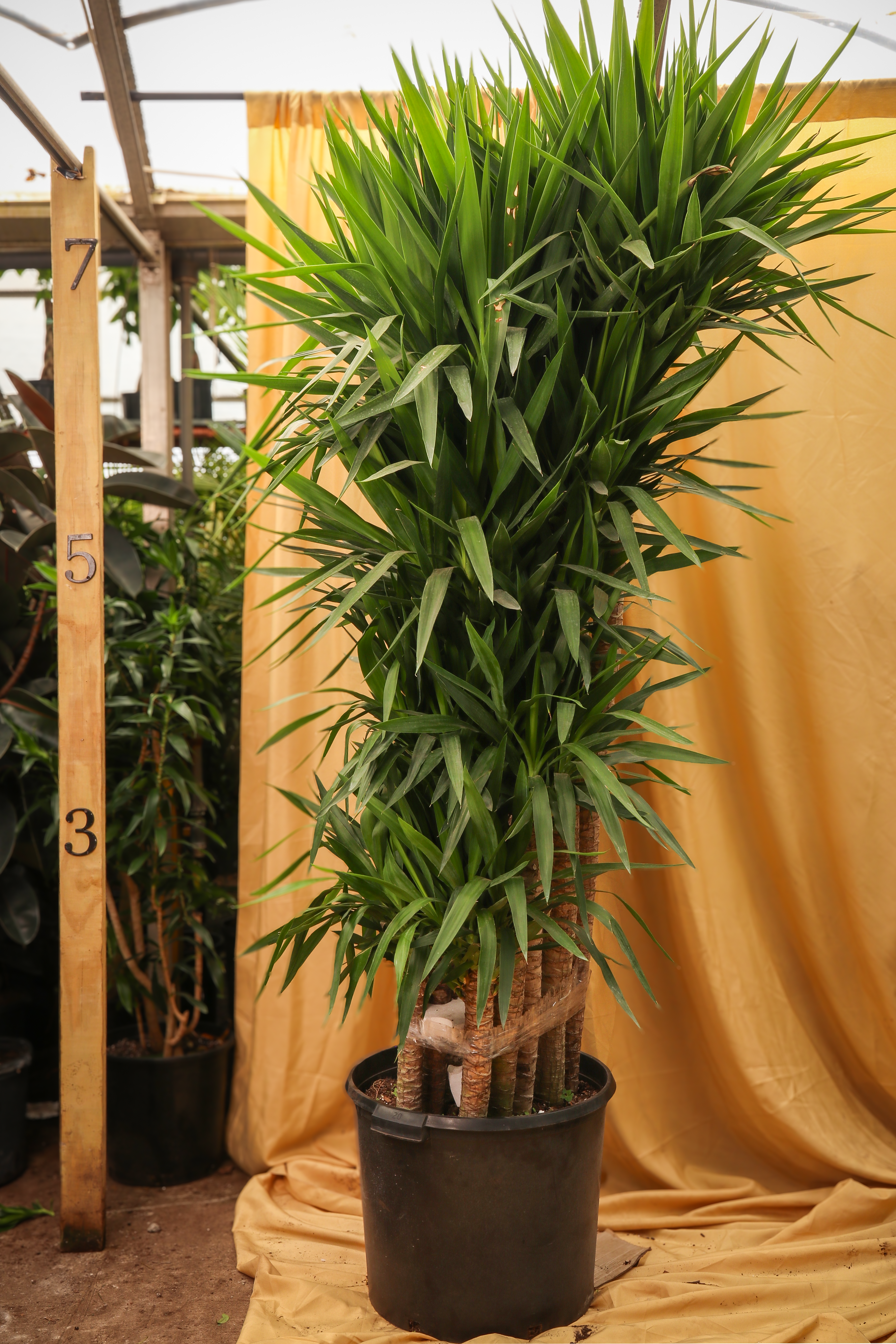 Huge Yucca Cane (10 Stalks)
