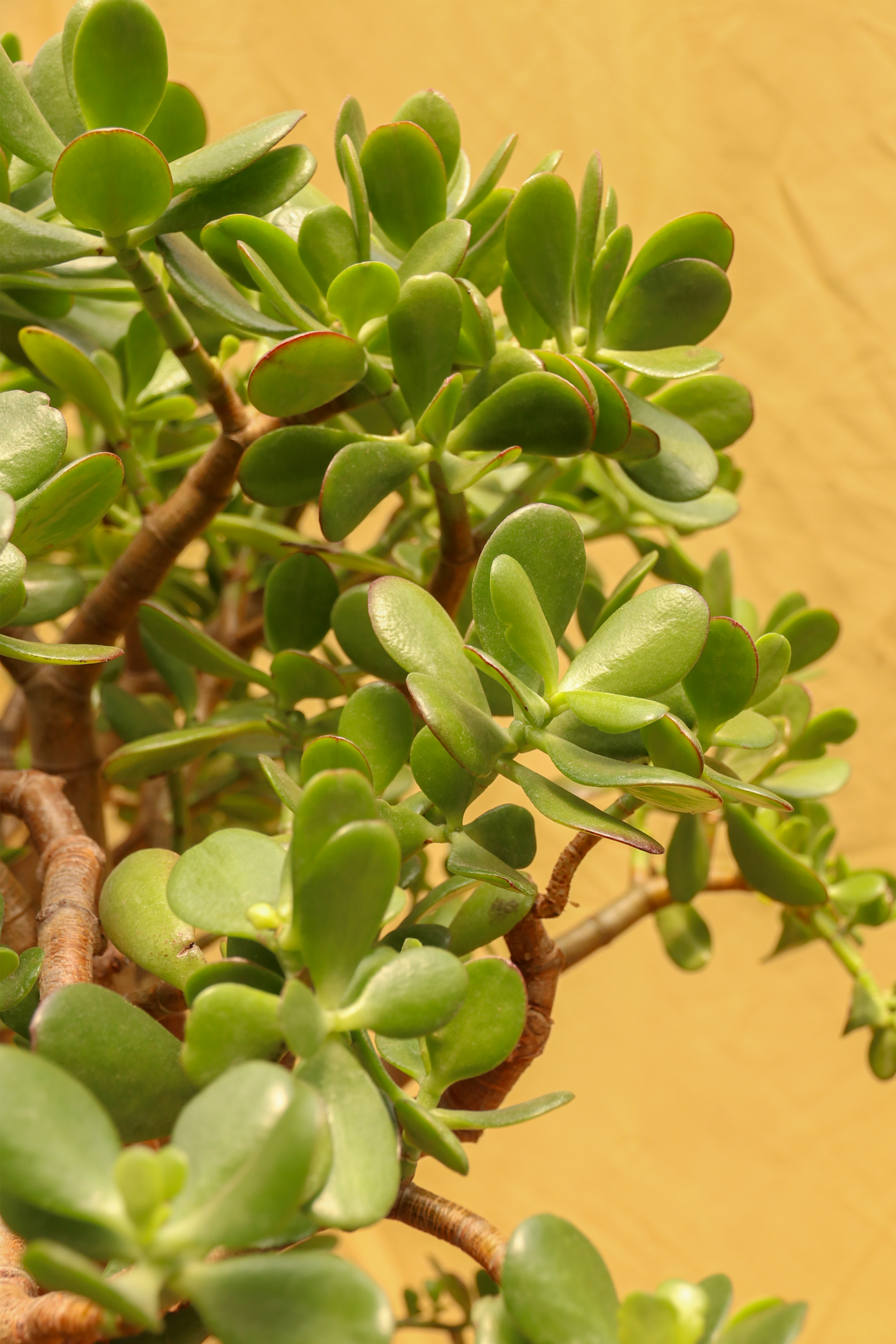Huge Jade Bonsai