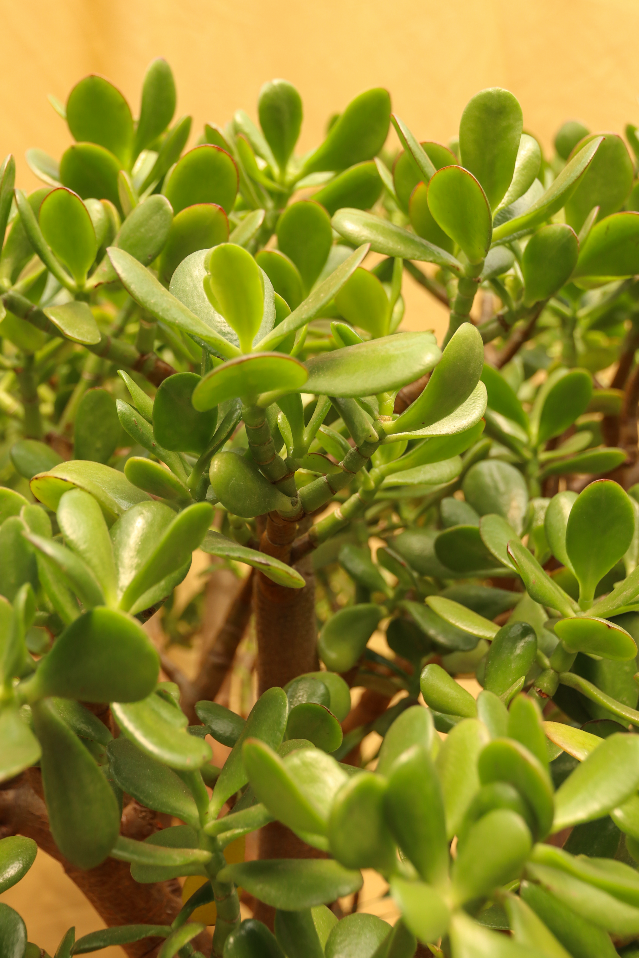 Huge Jade Bonsai