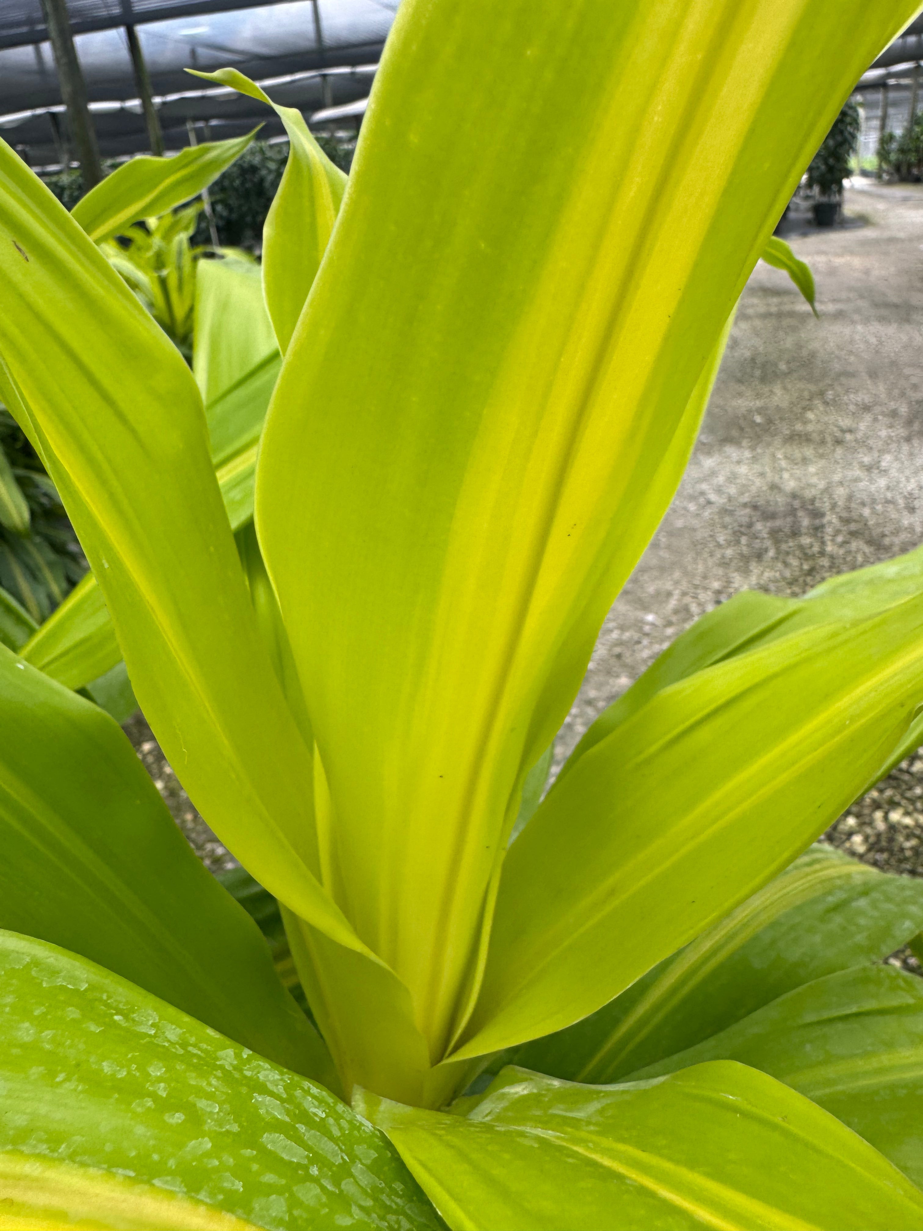 Large Dracaena Bronze Bay Cane Bush (Special Sale)