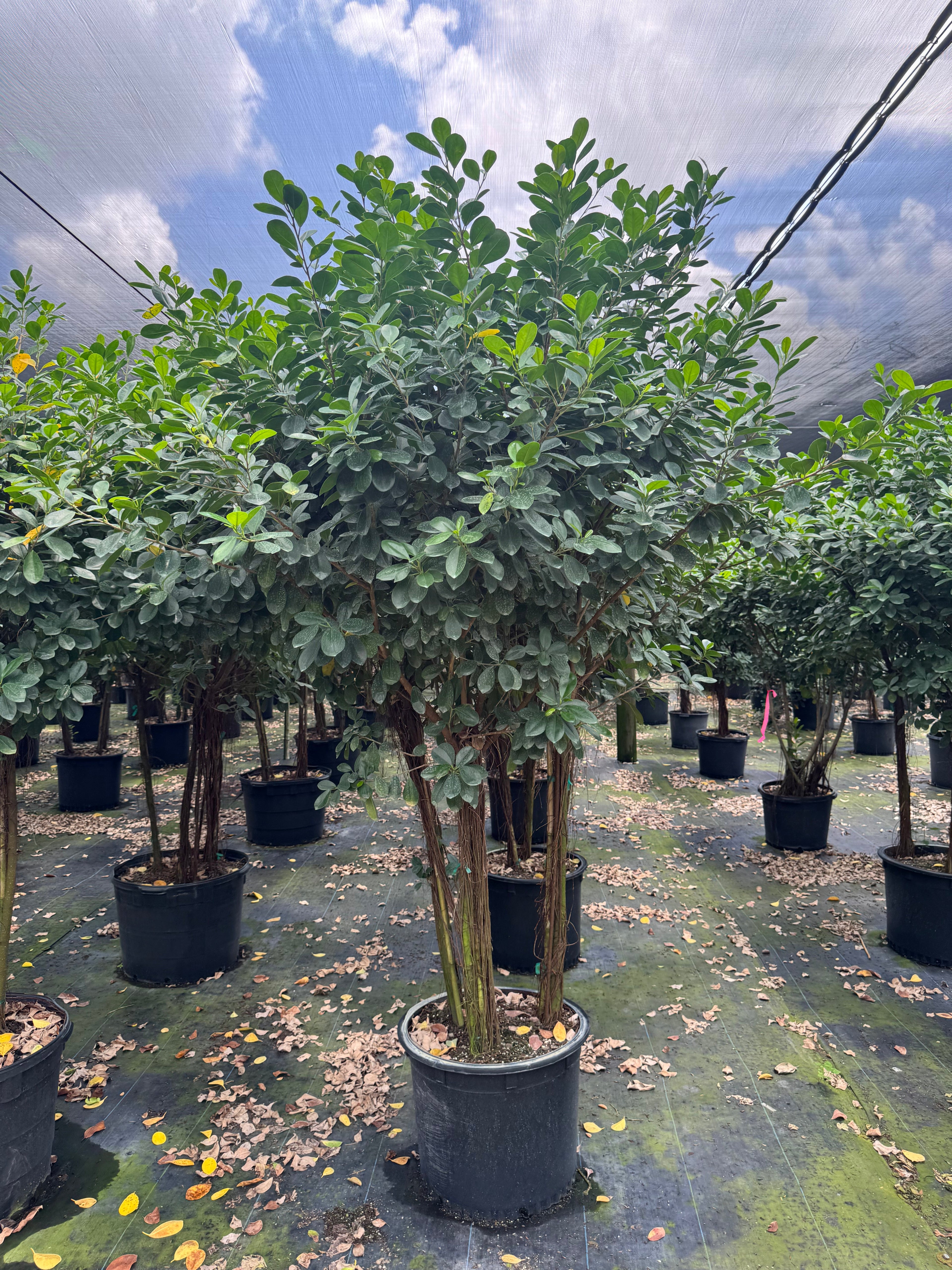 Giant Ficus Moclame (Special Sale)