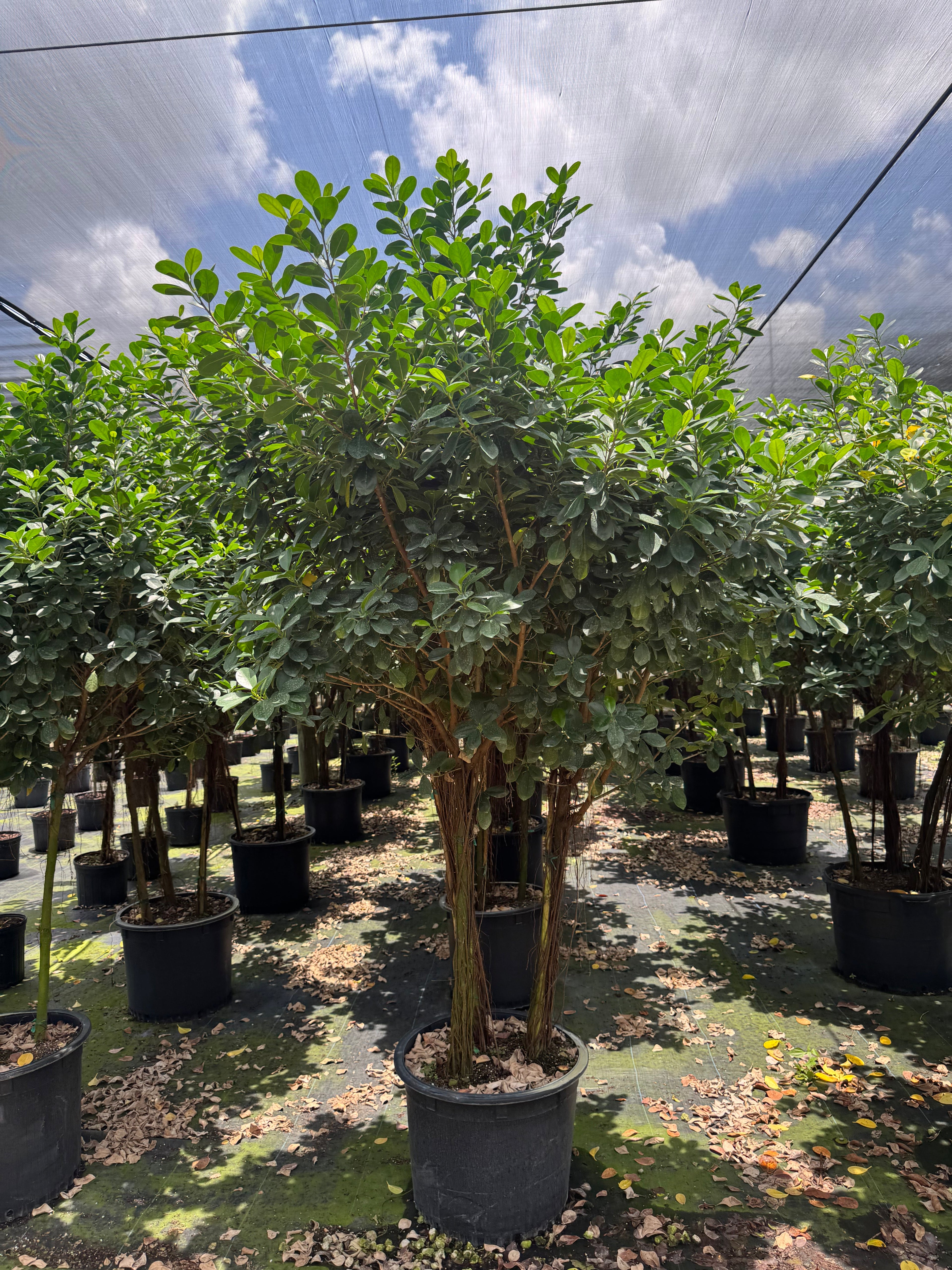 Giant Ficus Moclame (Special Sale)