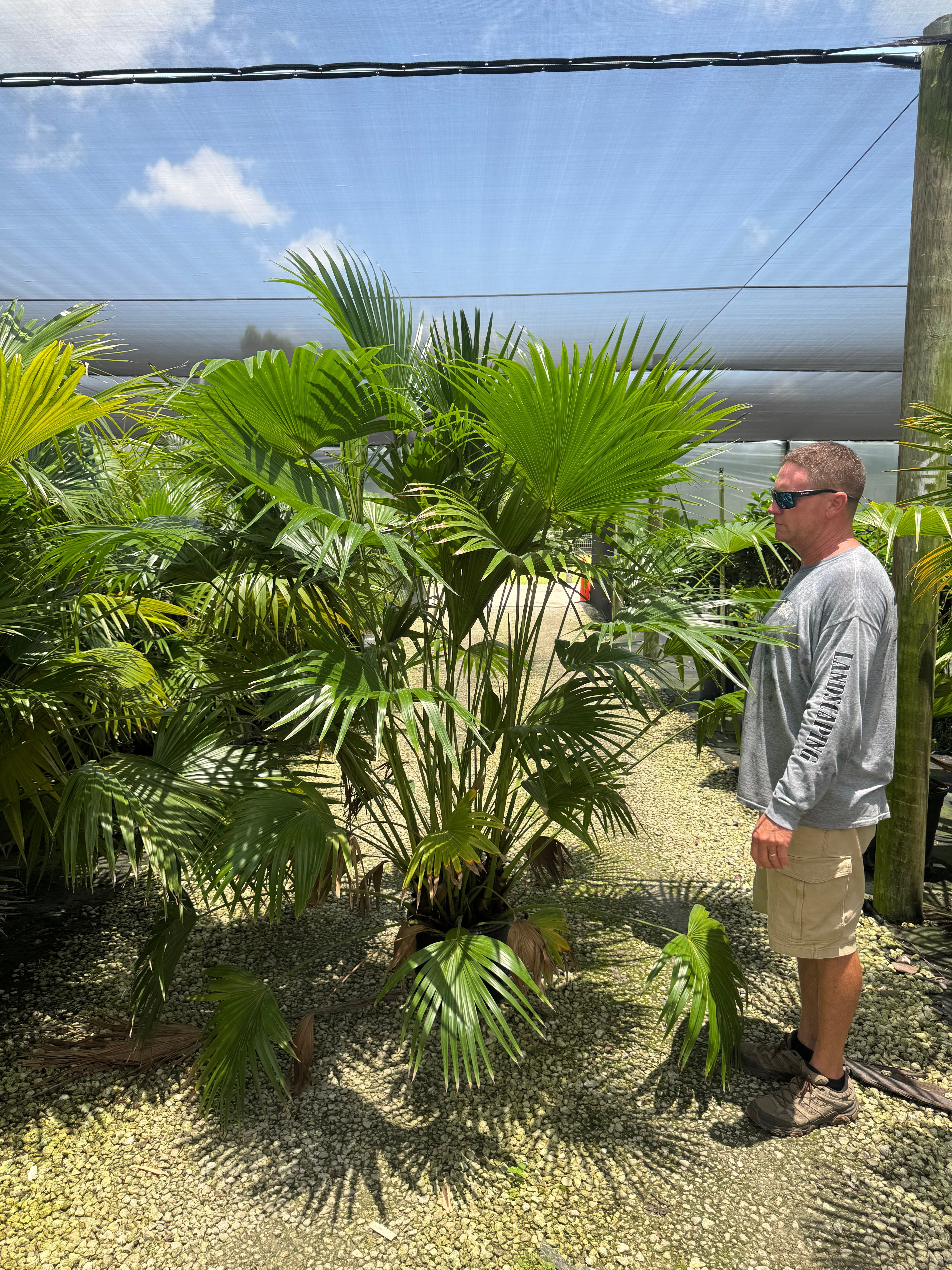 Huge Chinese Fan Palm (Special Sale)