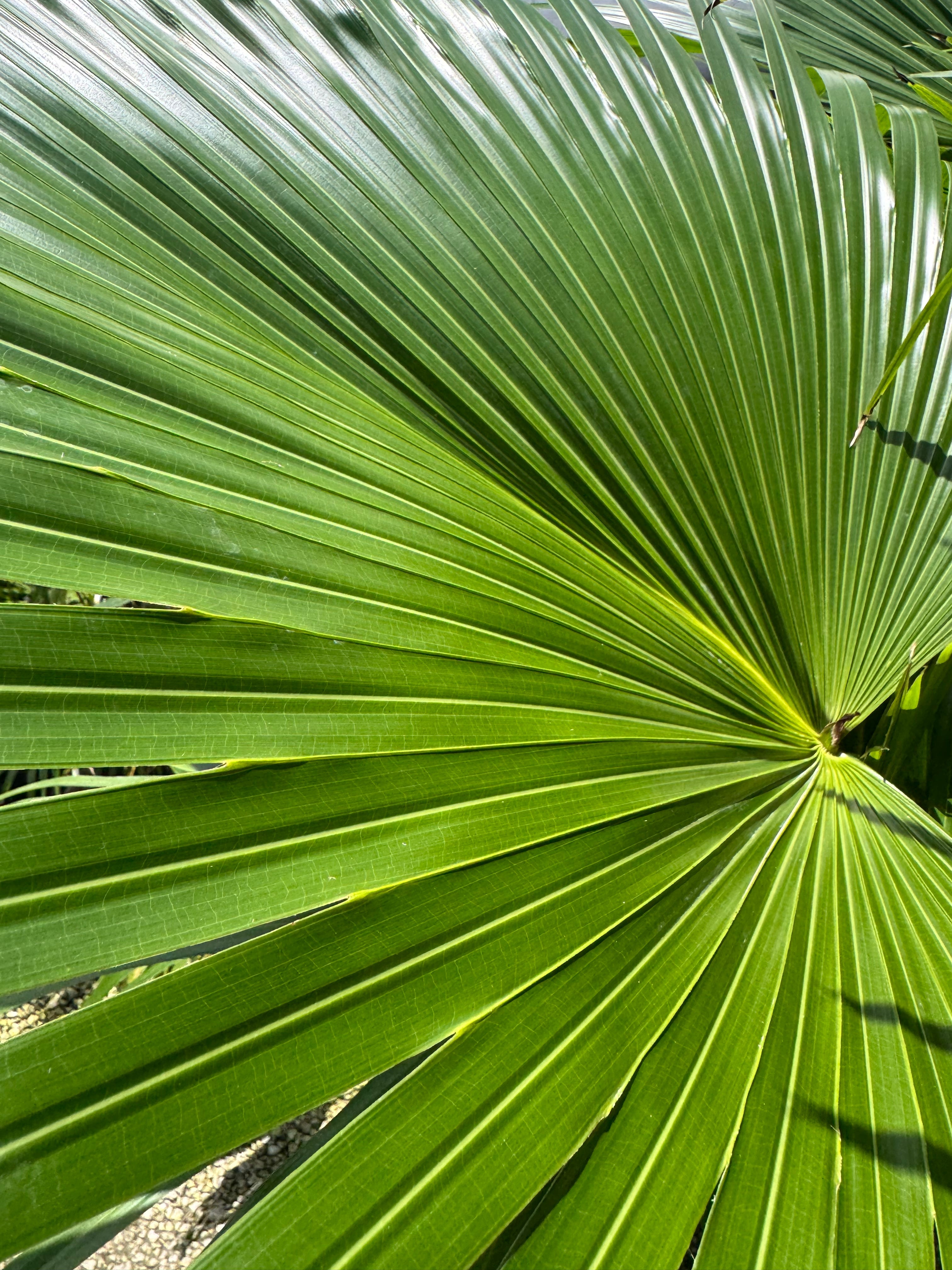 Huge Chinese Fan Palm (Special Sale)