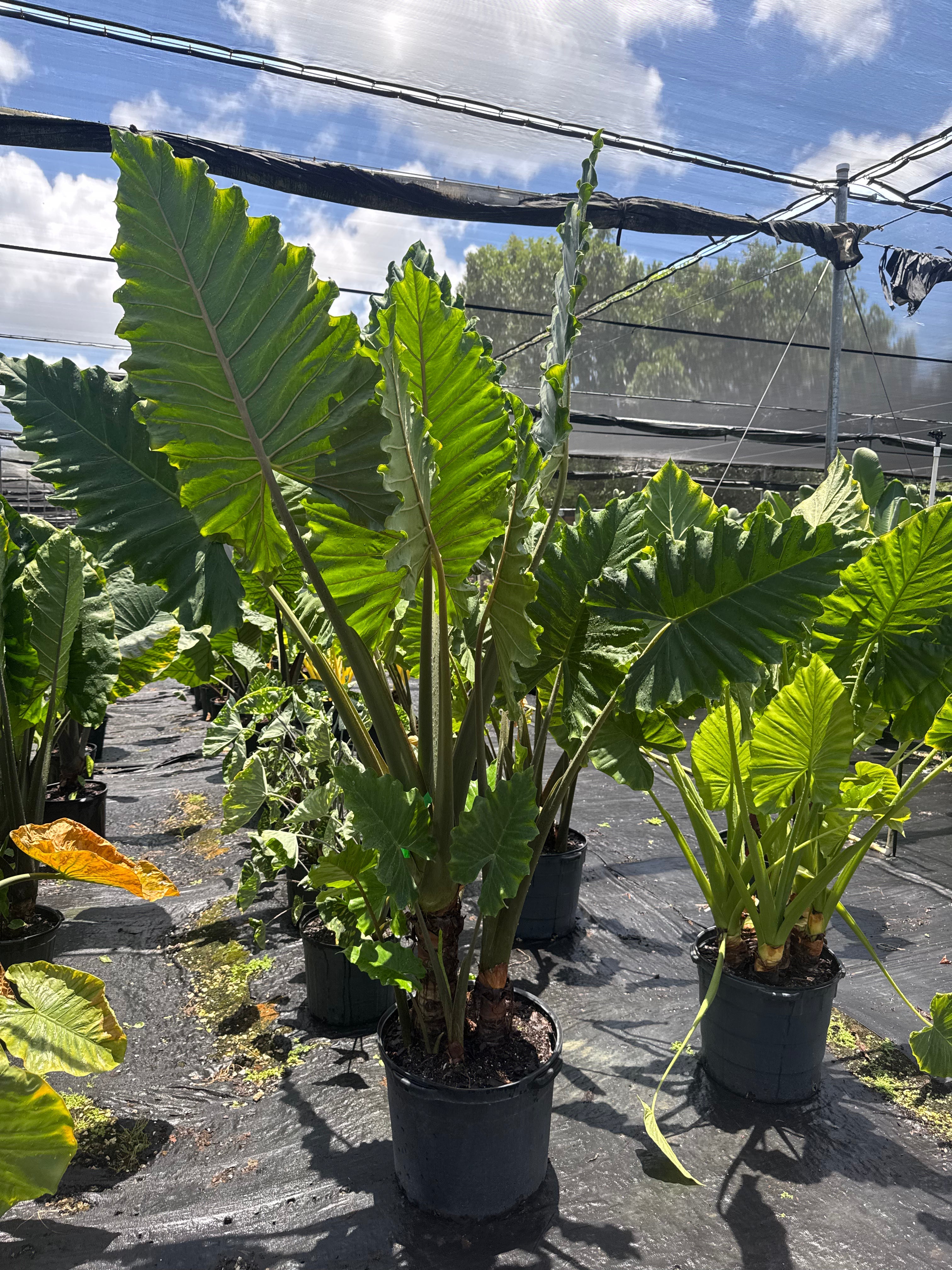 Huge Elephant Ear Alocasia (Special Sale)