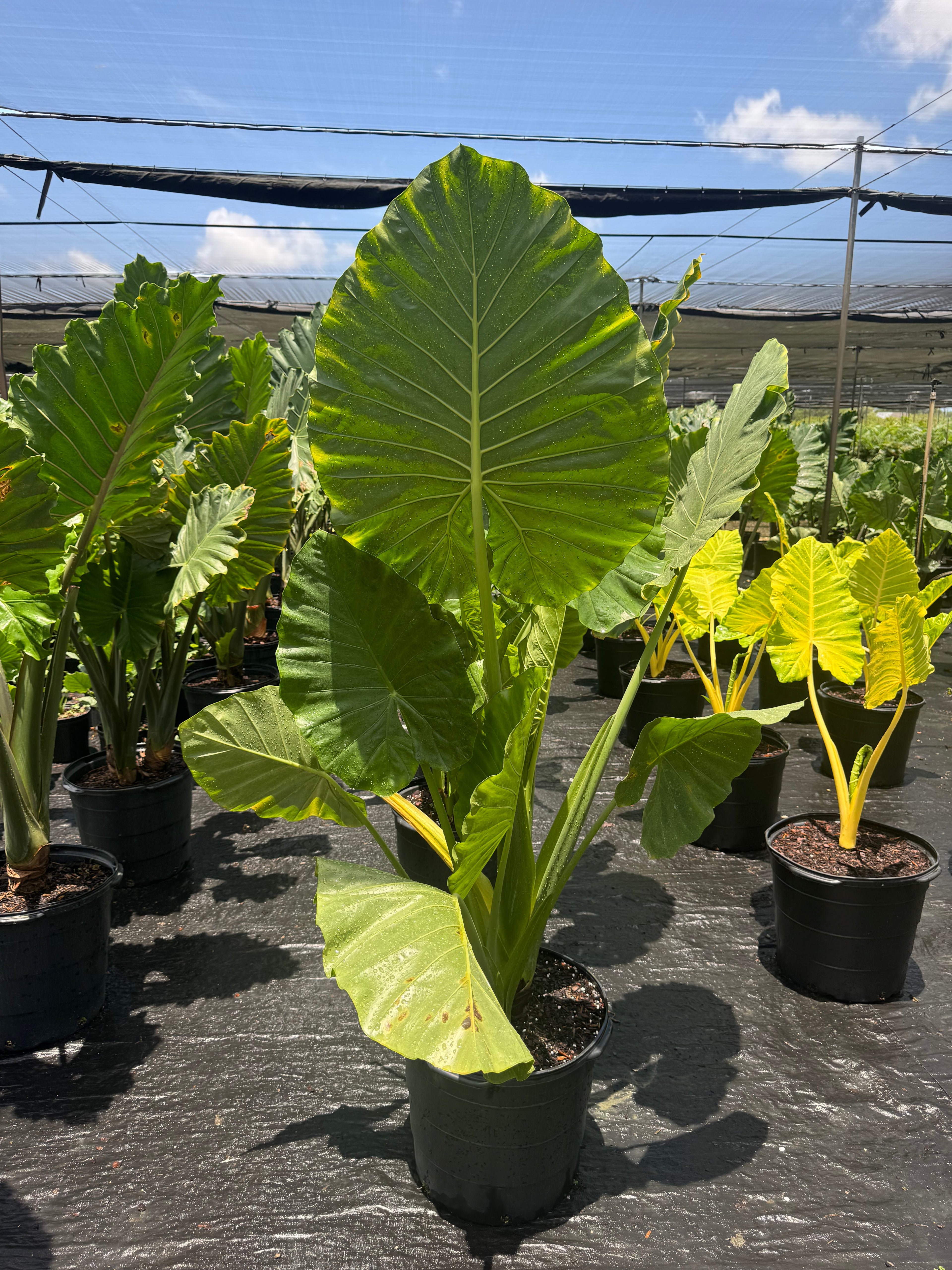 Huge Elephant Ear Alocasia (Special Sale)