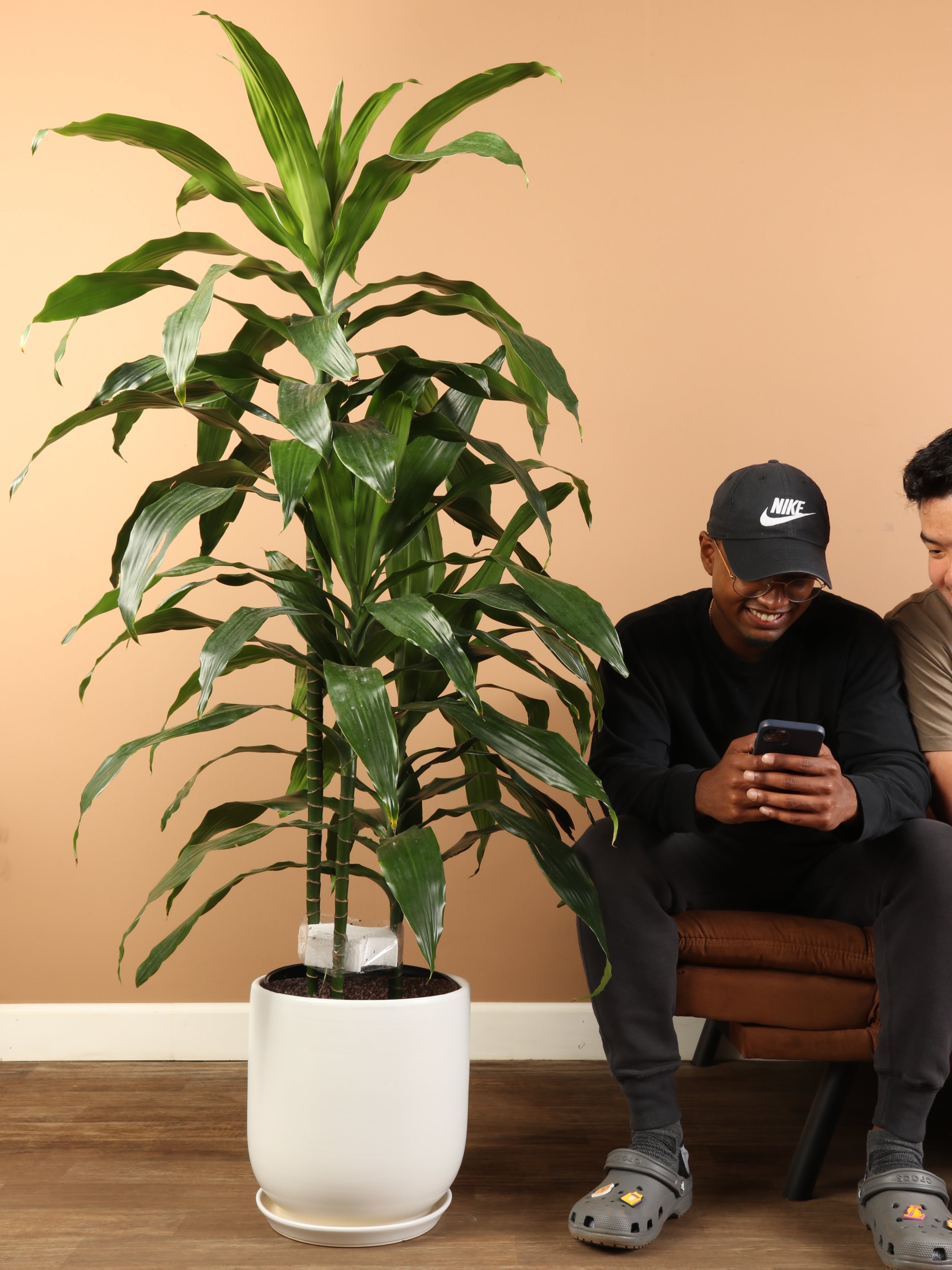 Large Dracaena &