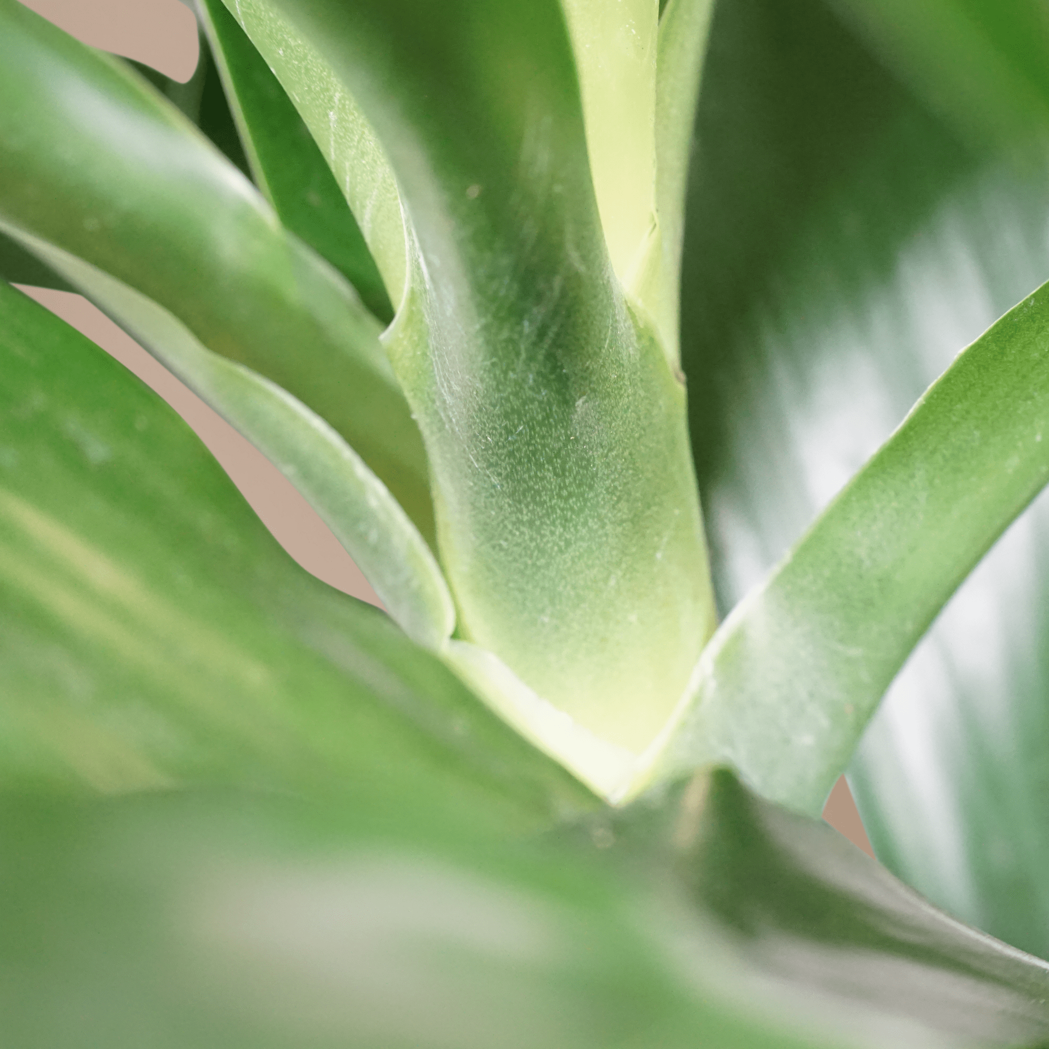 Large Dracaena ‘Janet Craig&