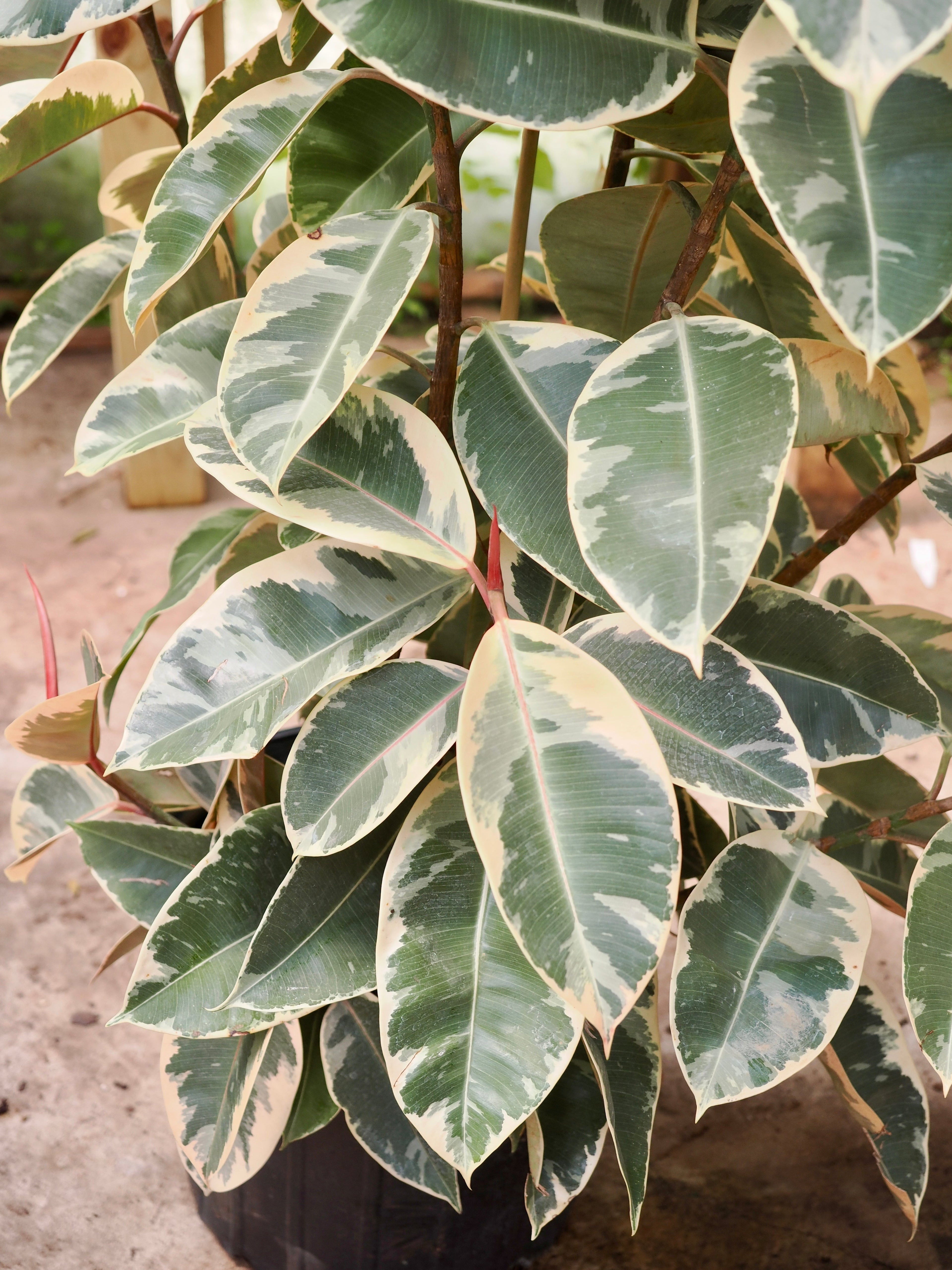 Full Size Ficus &